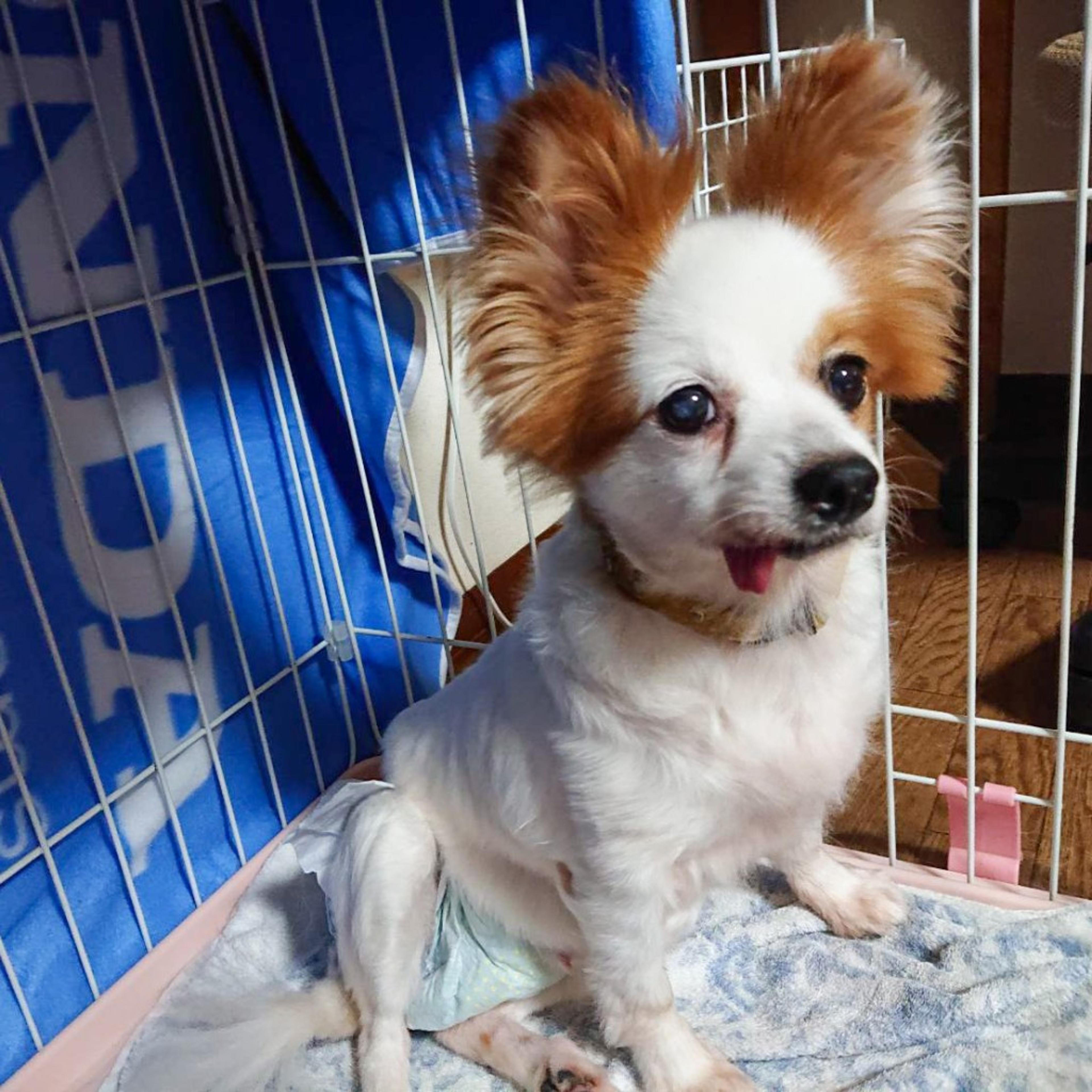 pet-image-4