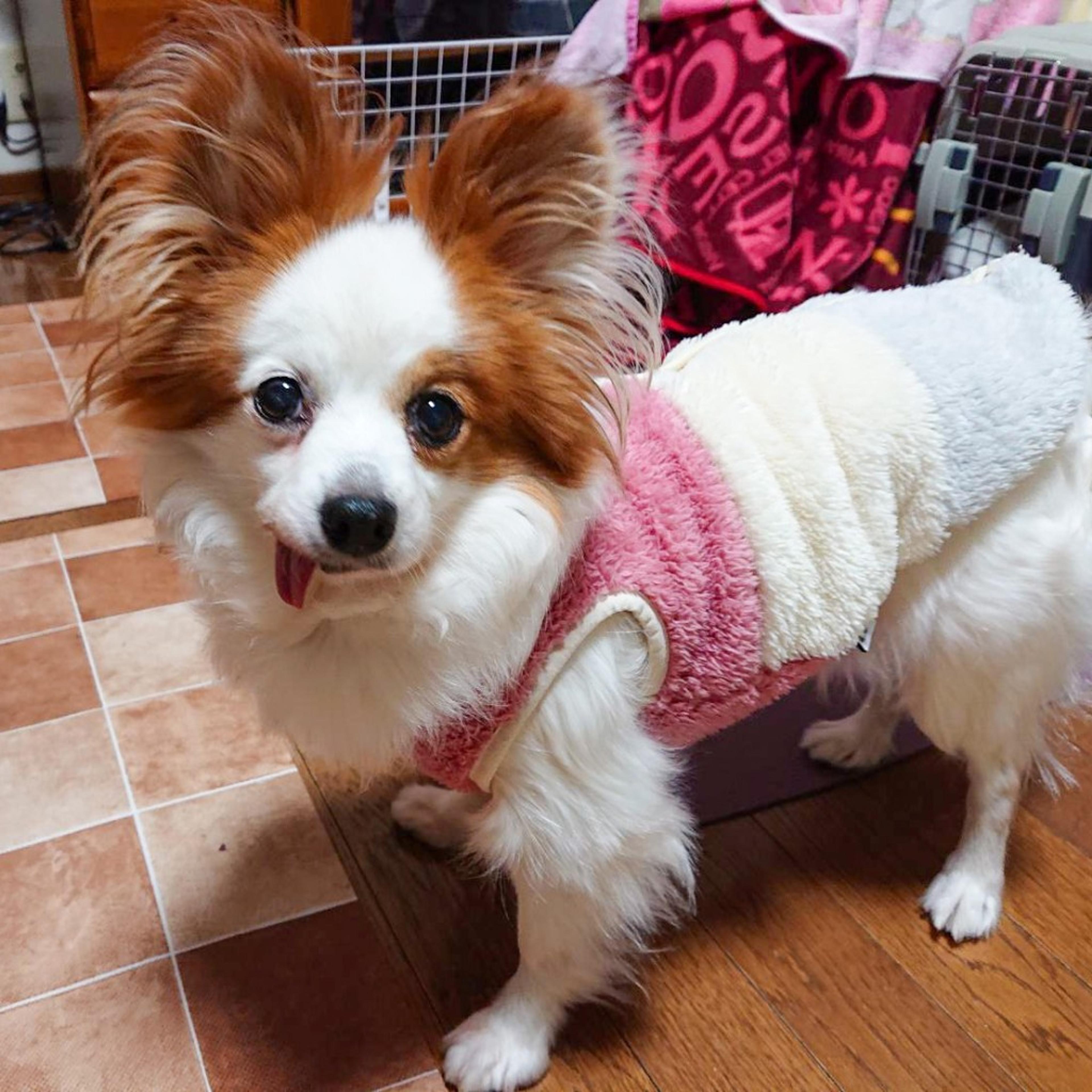 pet-image-5