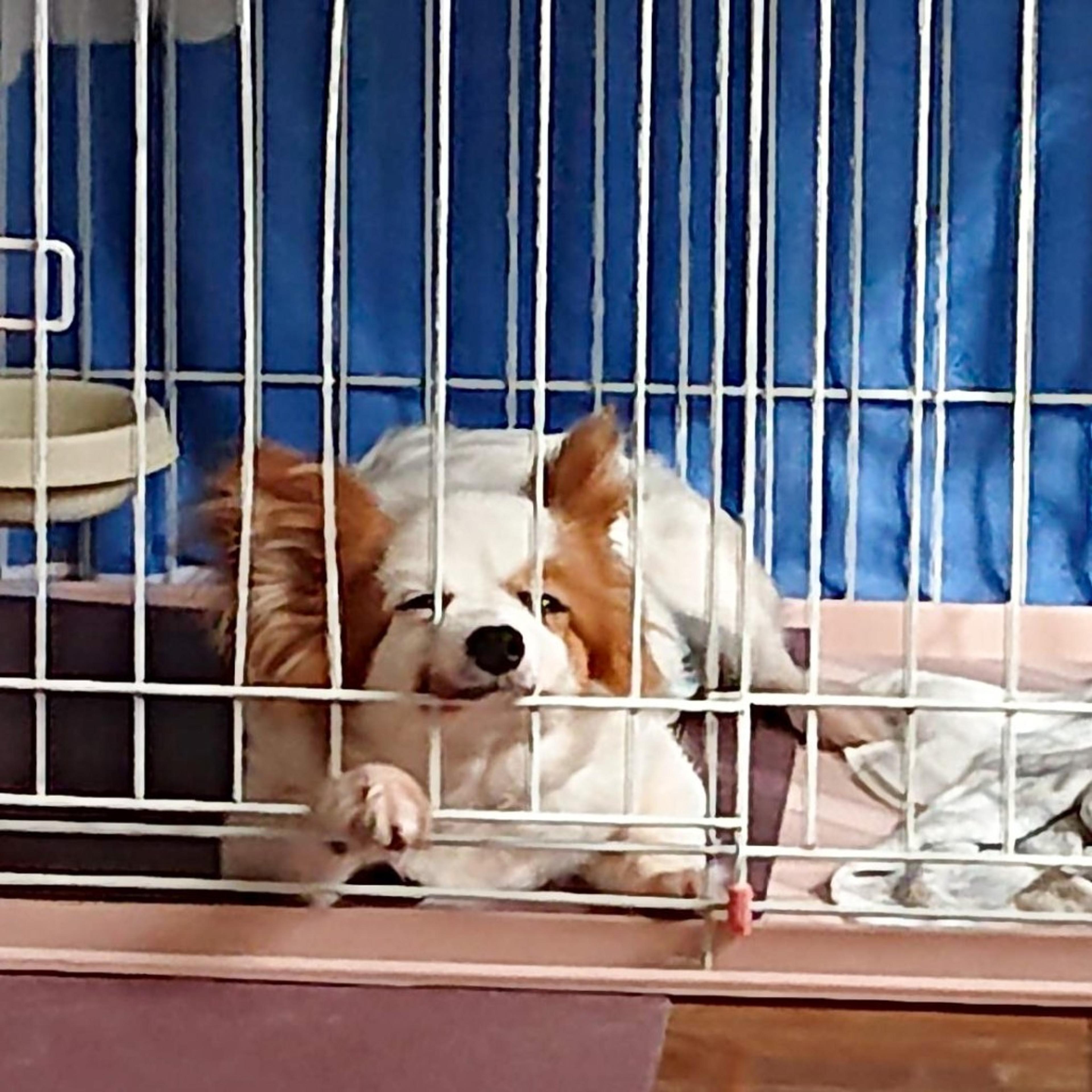 pet-image-6
