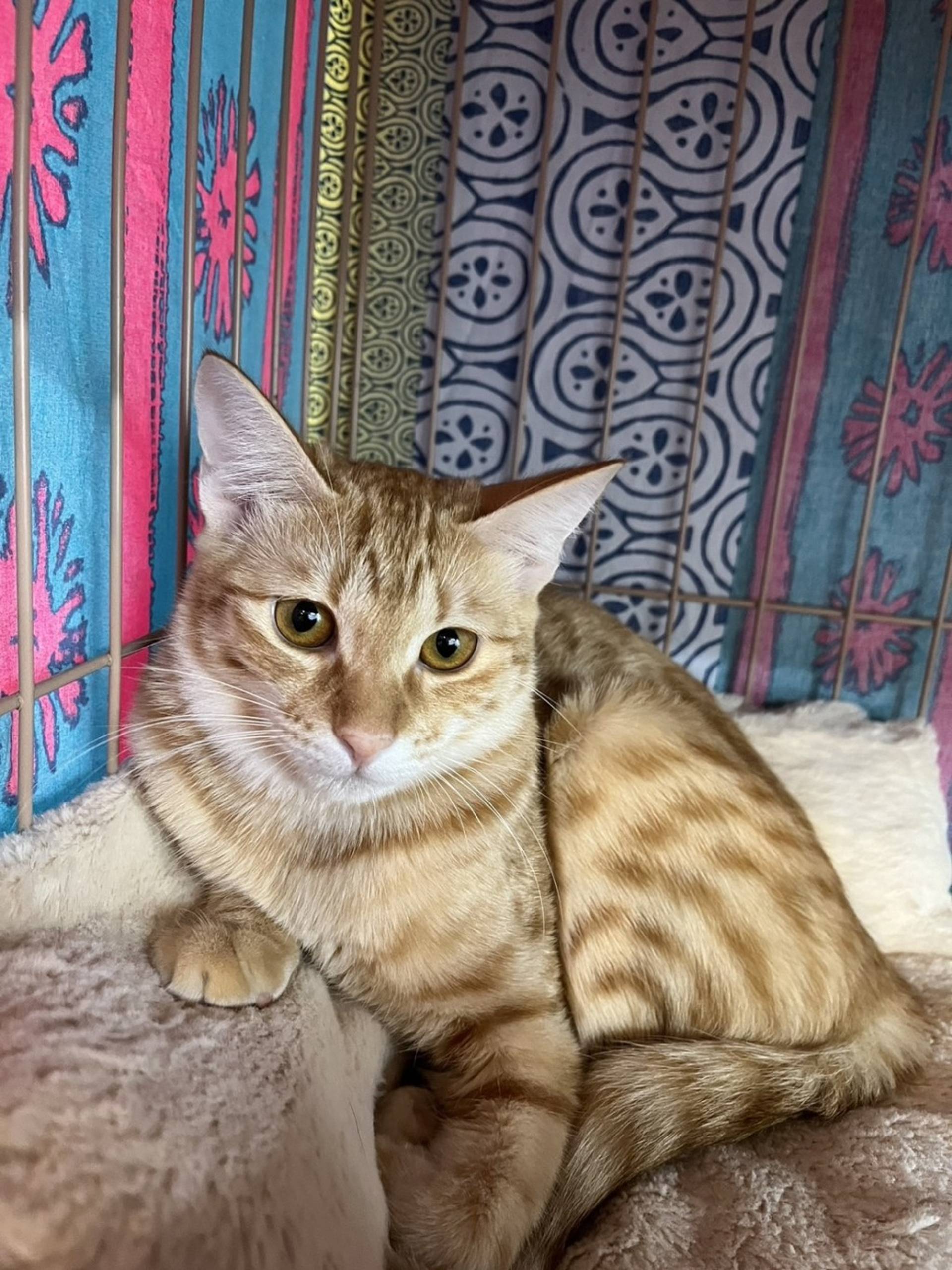 雑種（ミックス猫）・メスの里親募集の写真