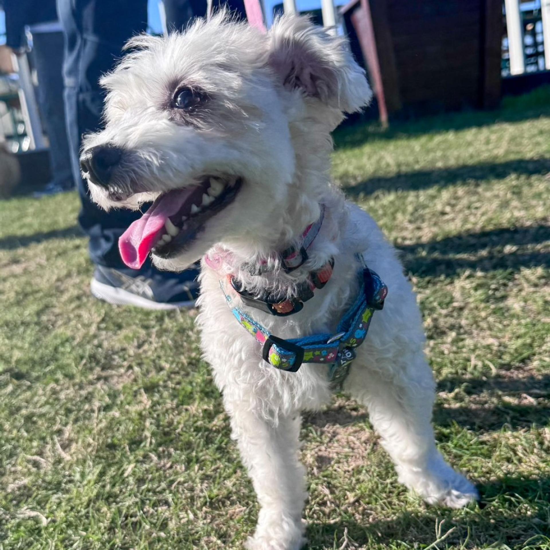 pet-image-5