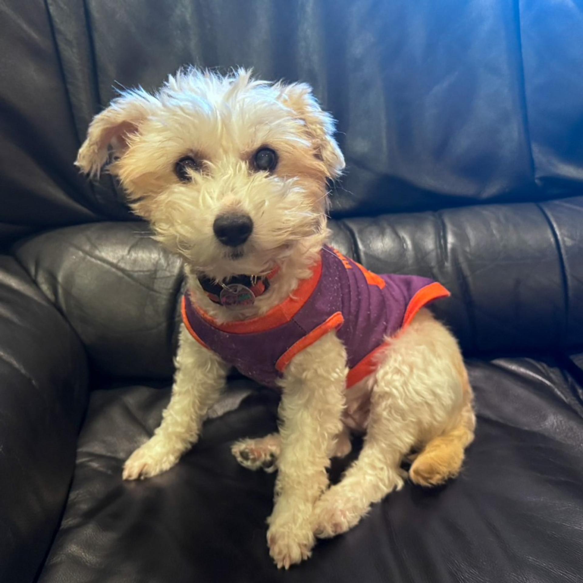 pet-image-6