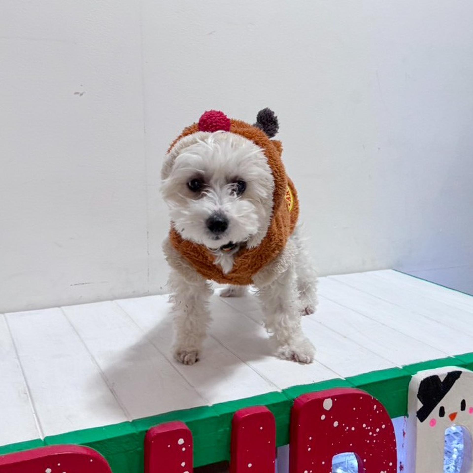pet-image-8