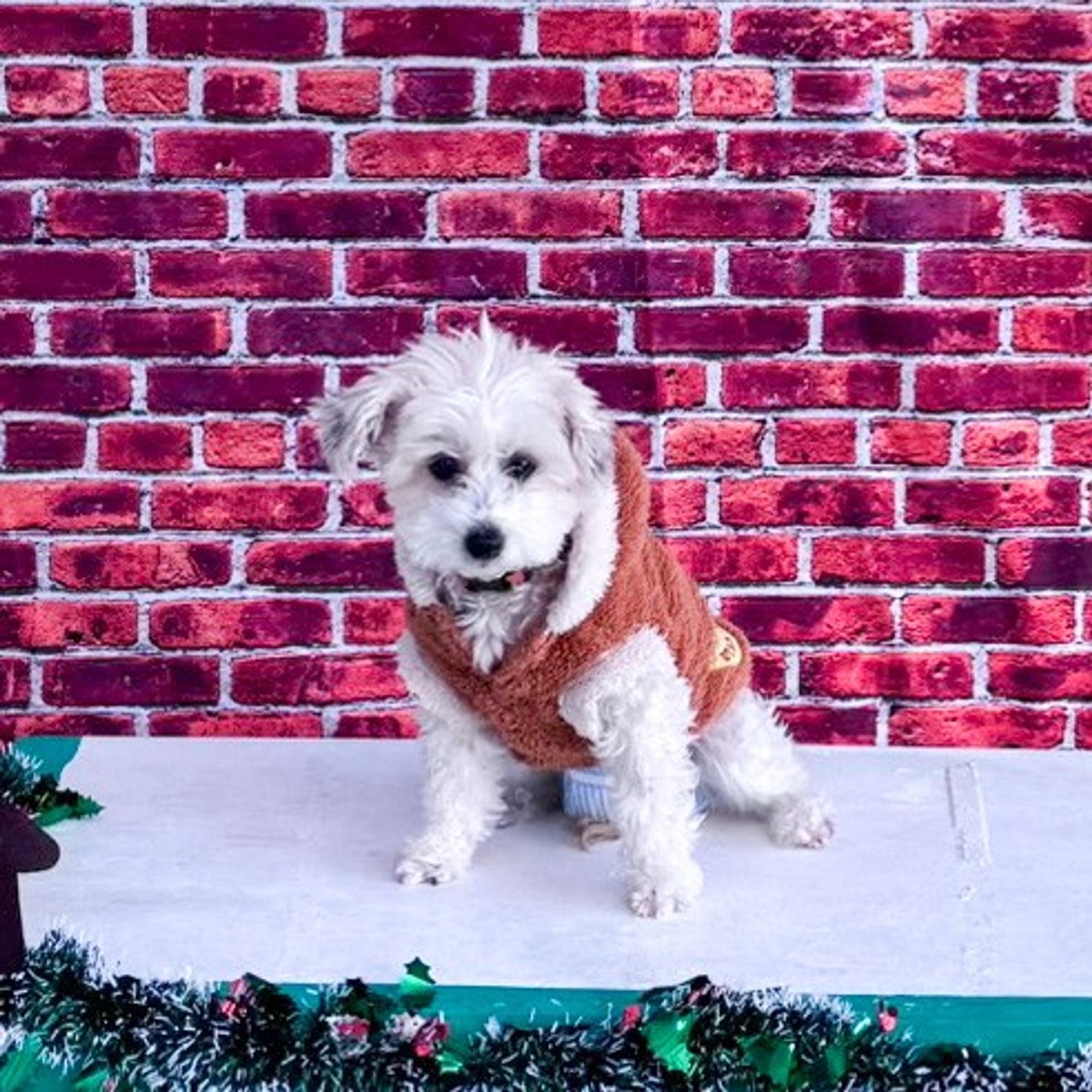 pet-image-9