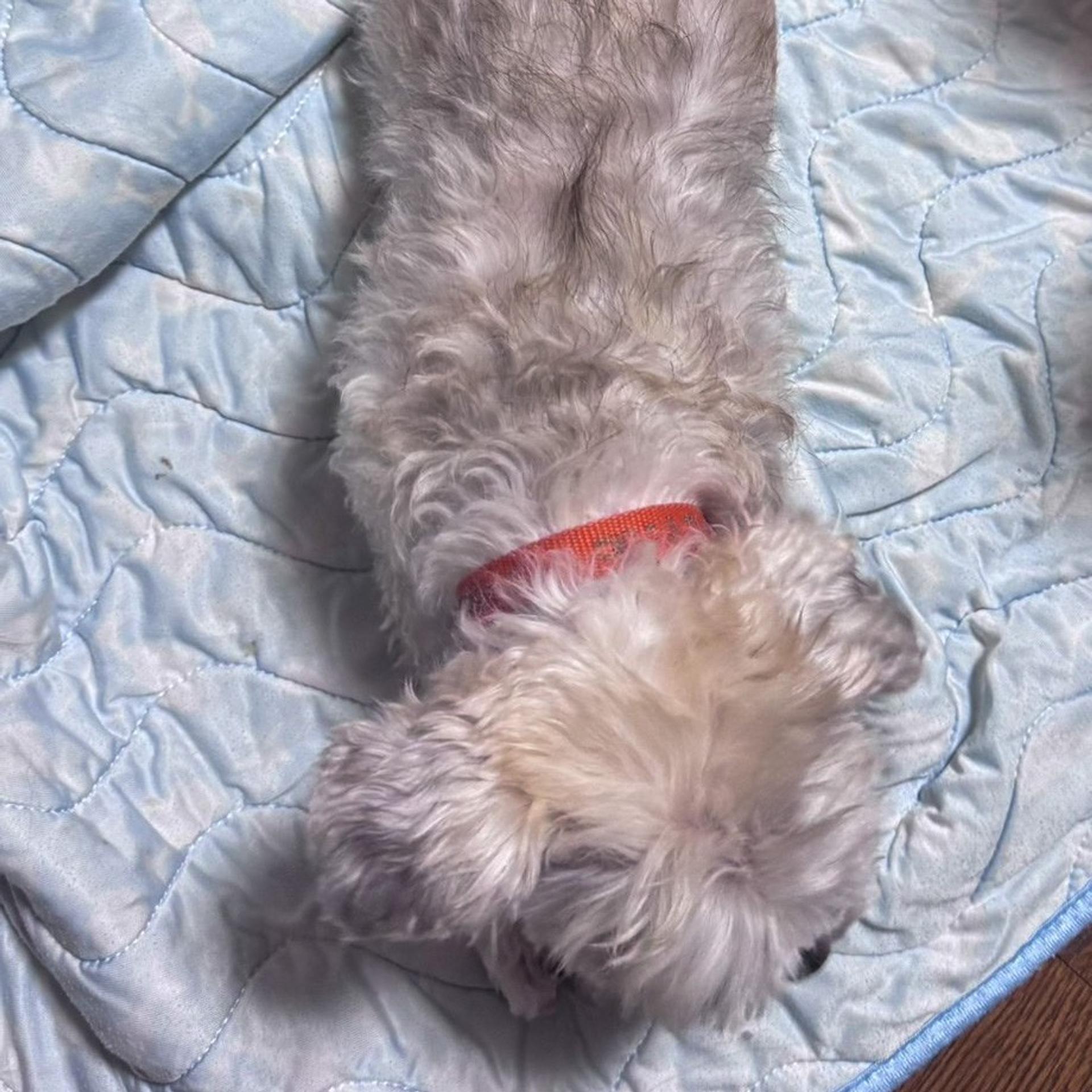 pet-image-10