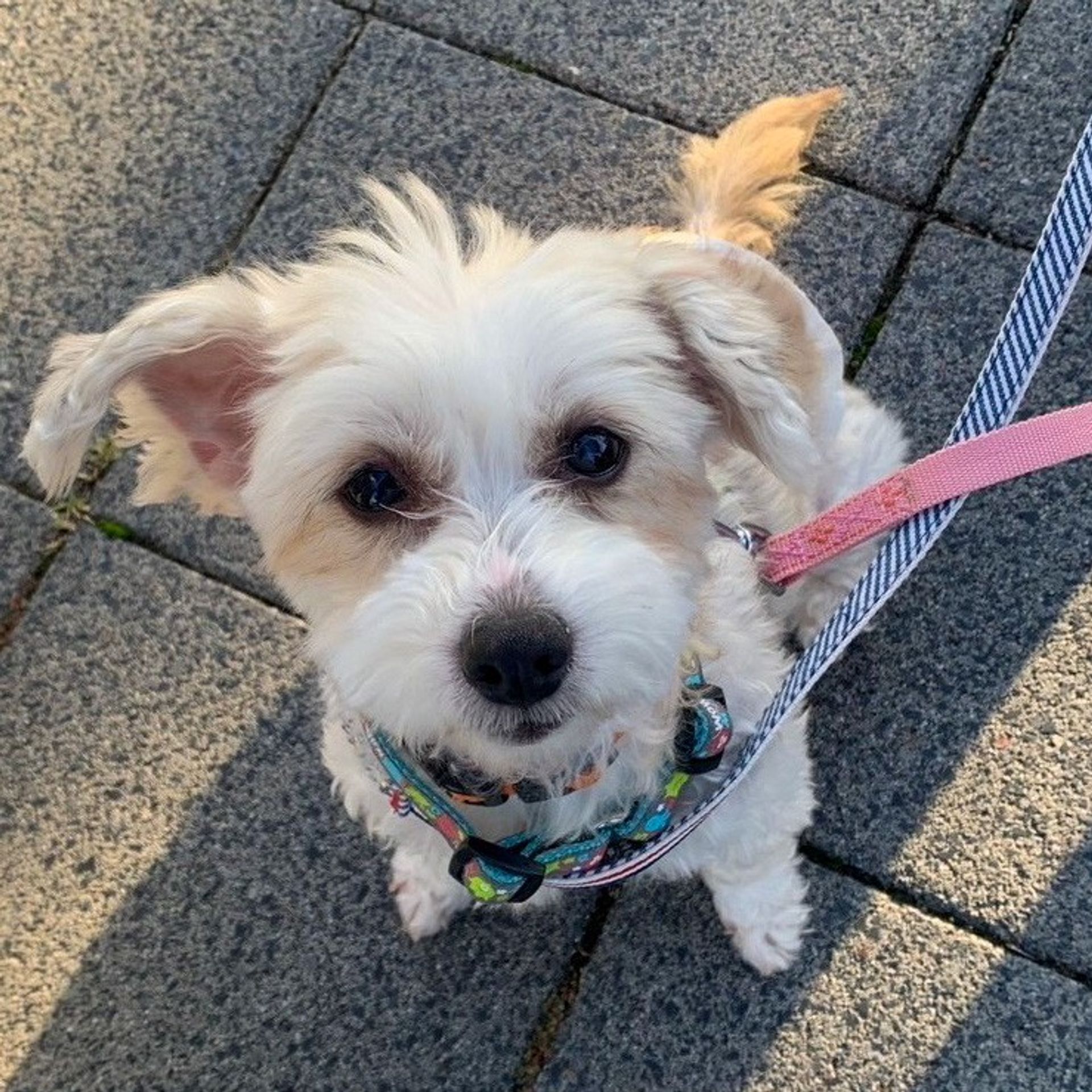 雑種（ミックス犬）・メスの里親募集の写真