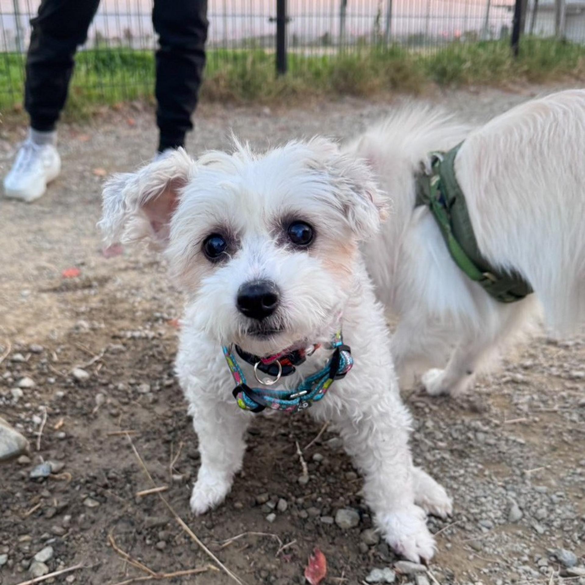 pet-image-2