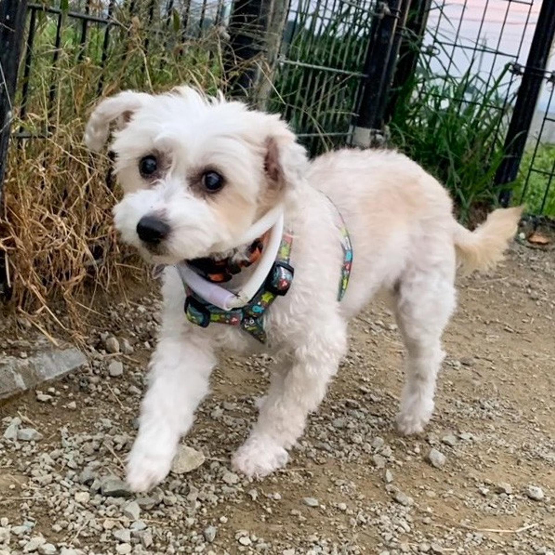 pet-image-4