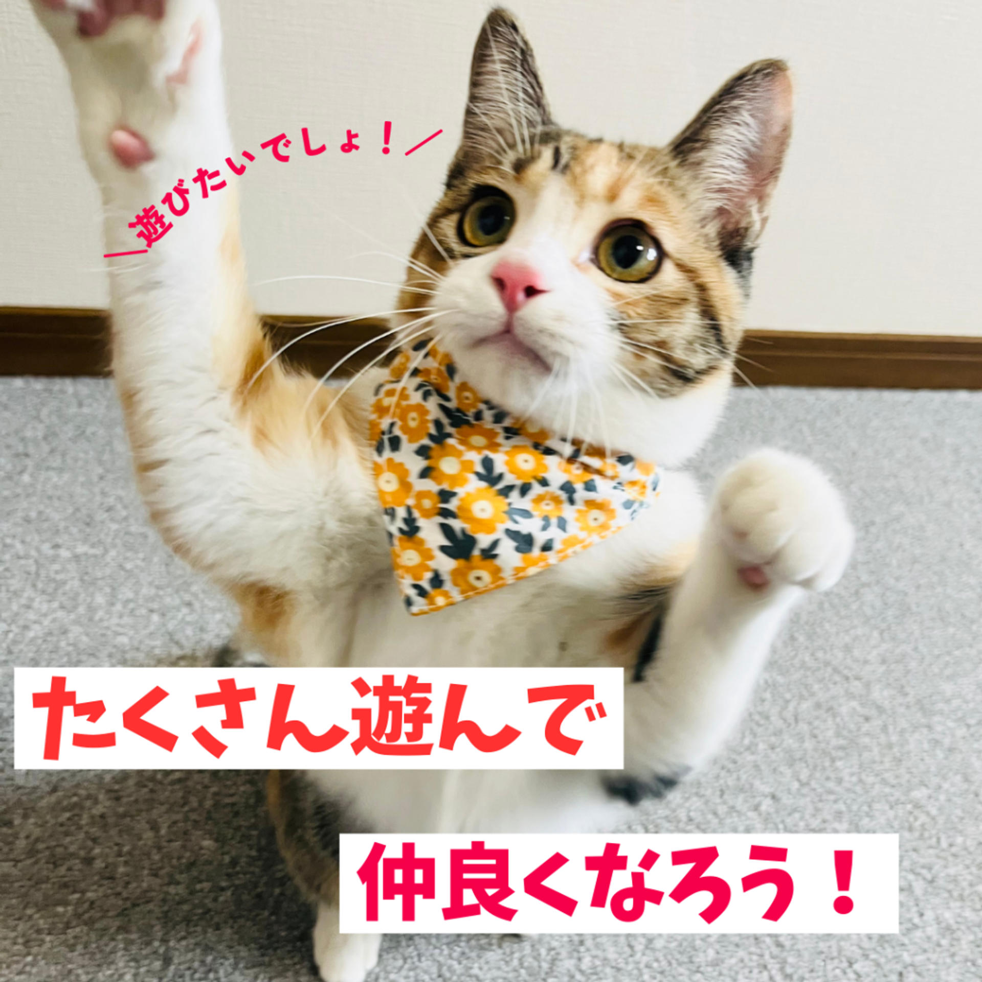 pet-image-5