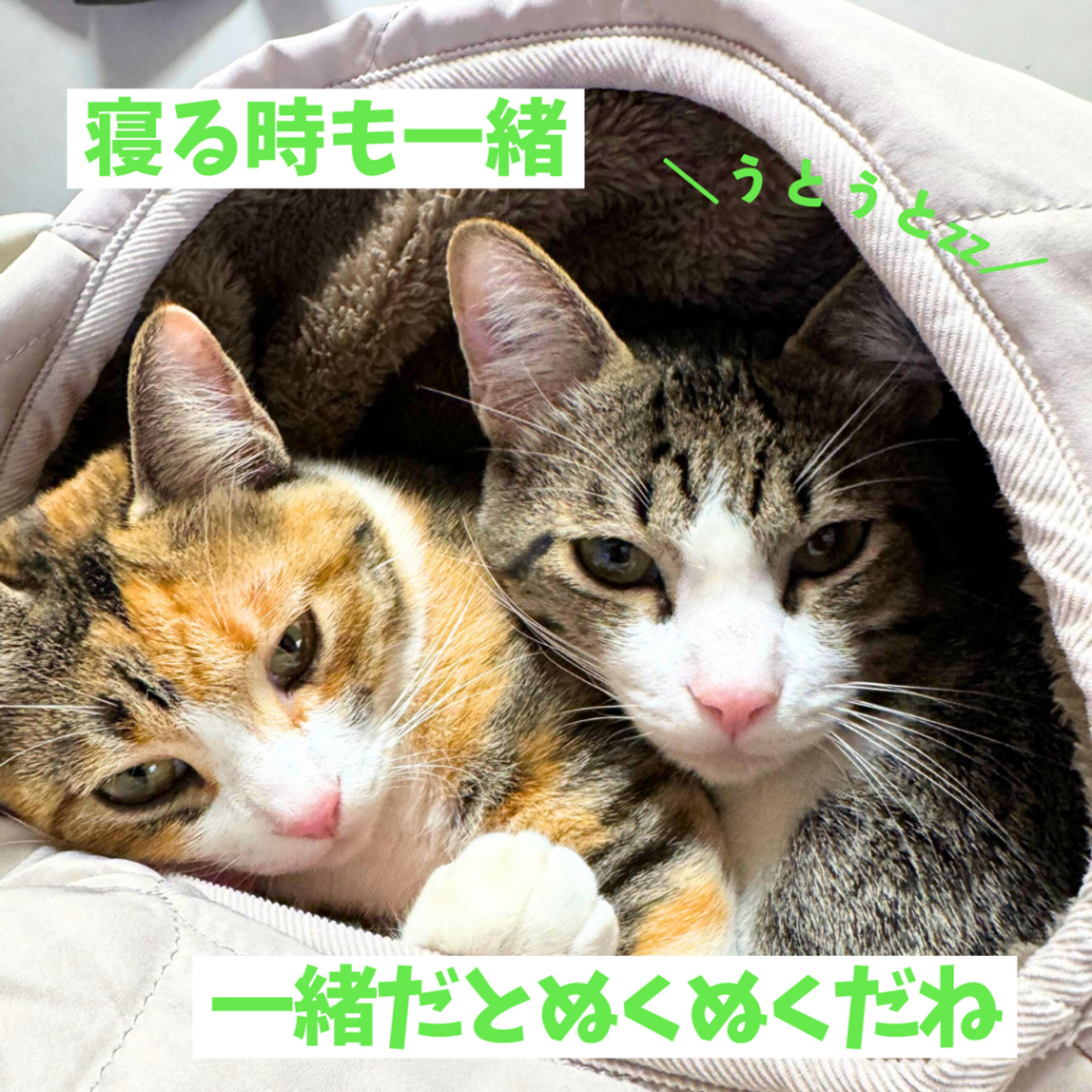 pet-image-7