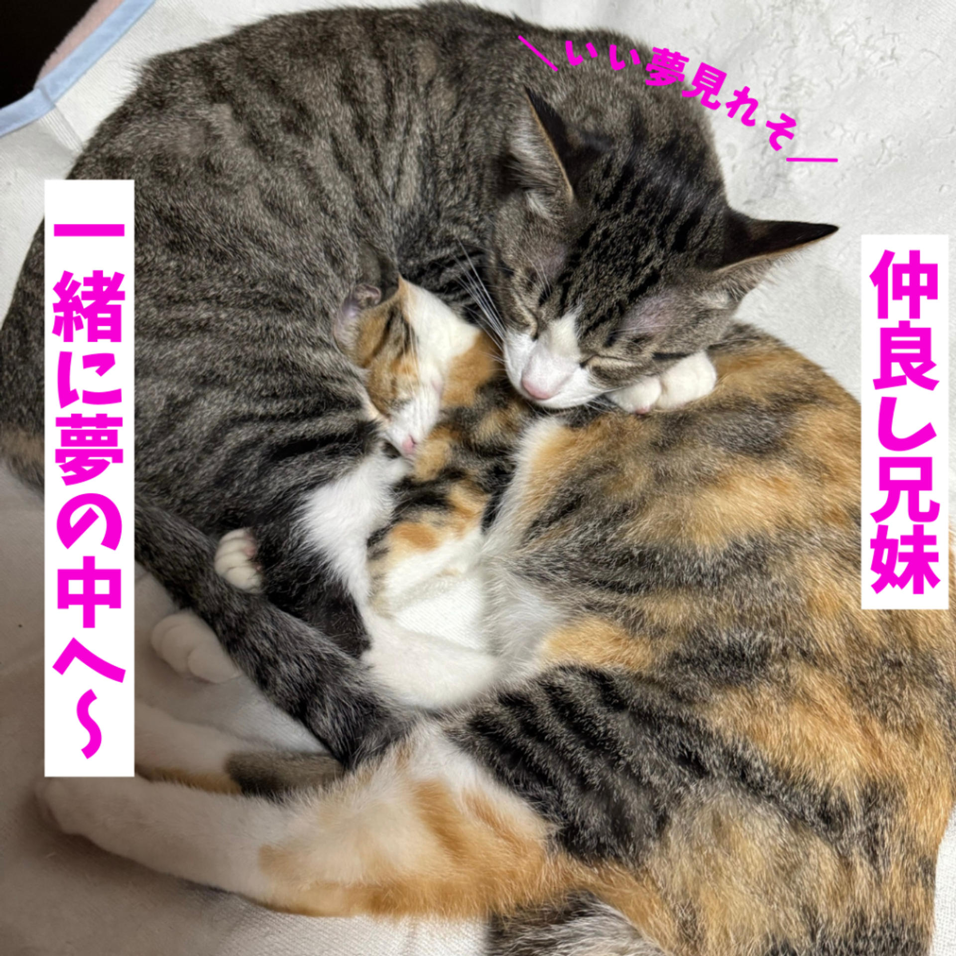 pet-image-8
