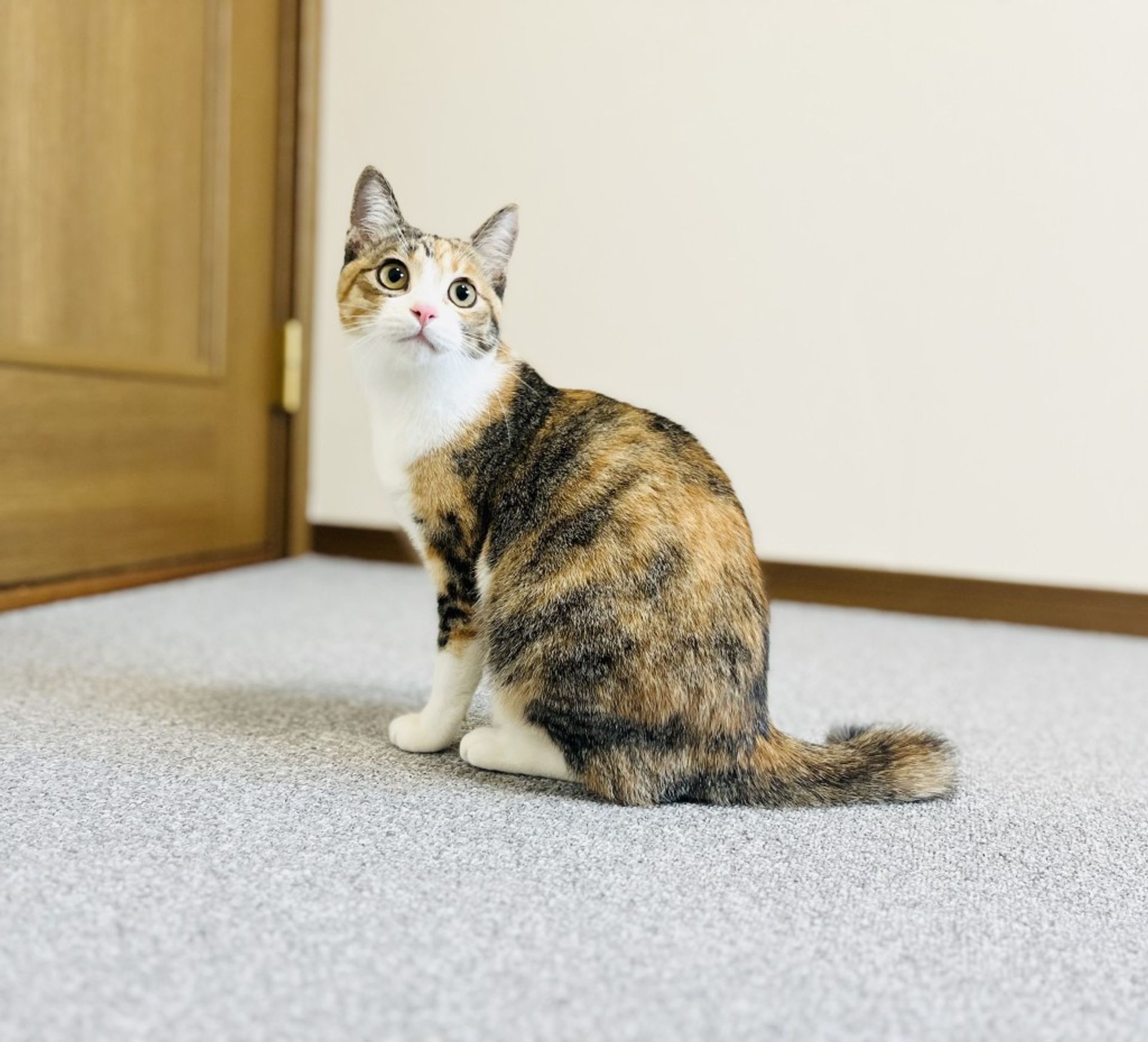 雑種（ミックス猫）・メスの里親募集の写真