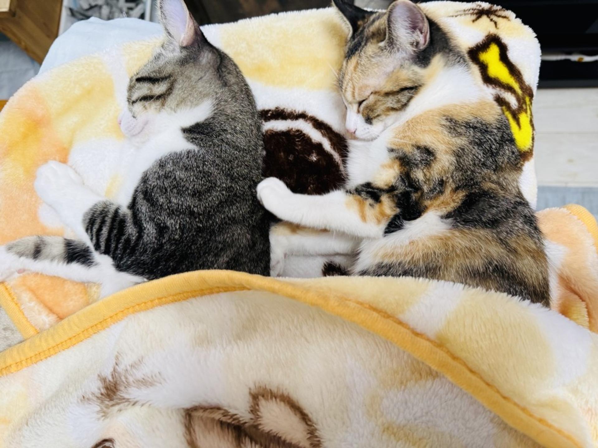 pet-image-8
