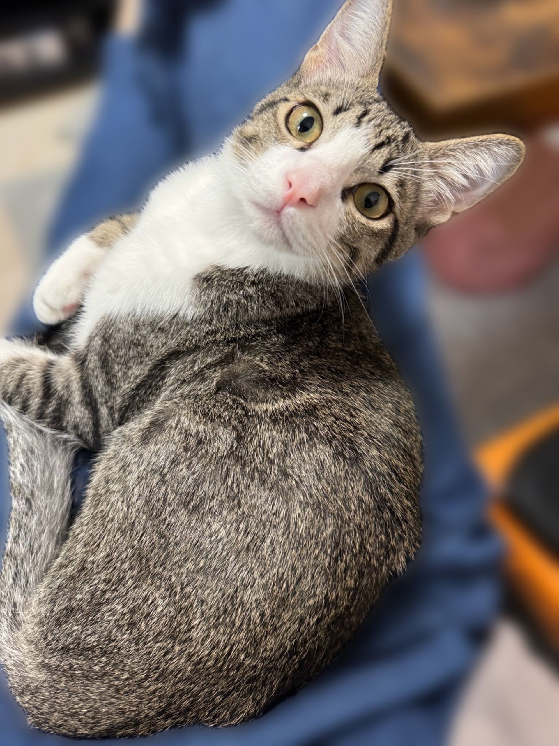 雑種（ミックス猫）・オスの里親募集の写真