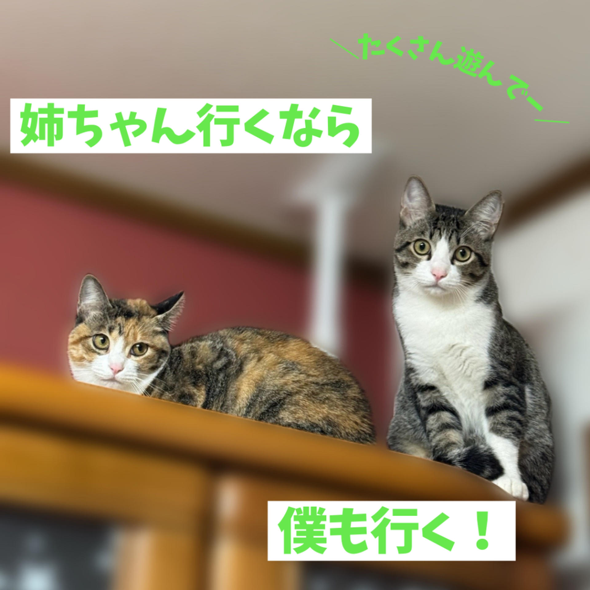 pet-image-5
