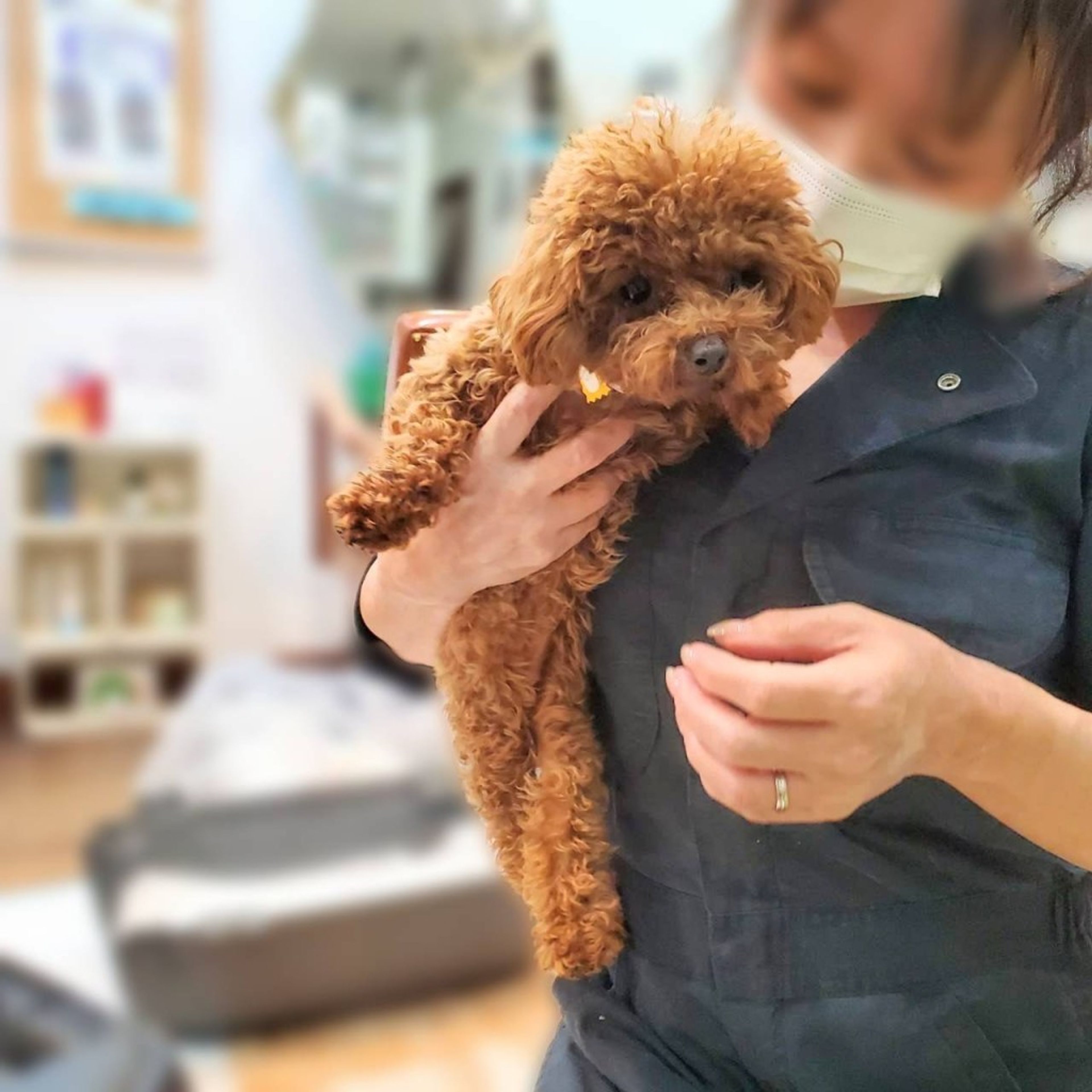 pet-image-4