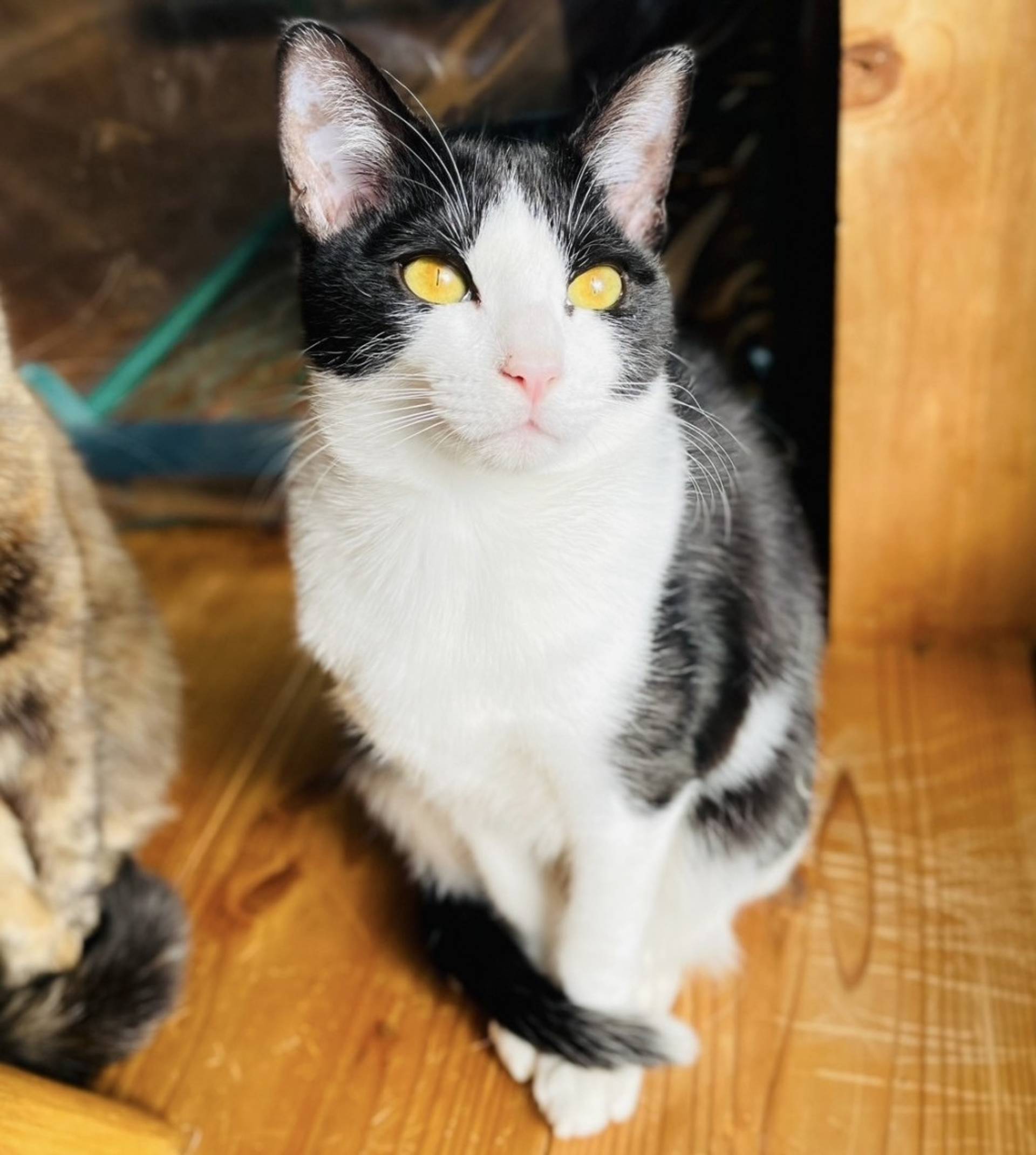 雑種（ミックス猫）・オスの里親募集の写真