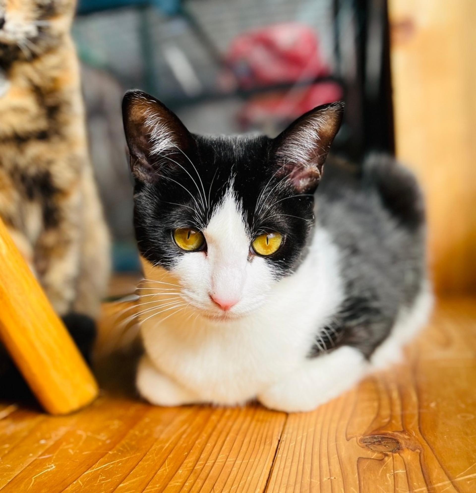 pet-image-2