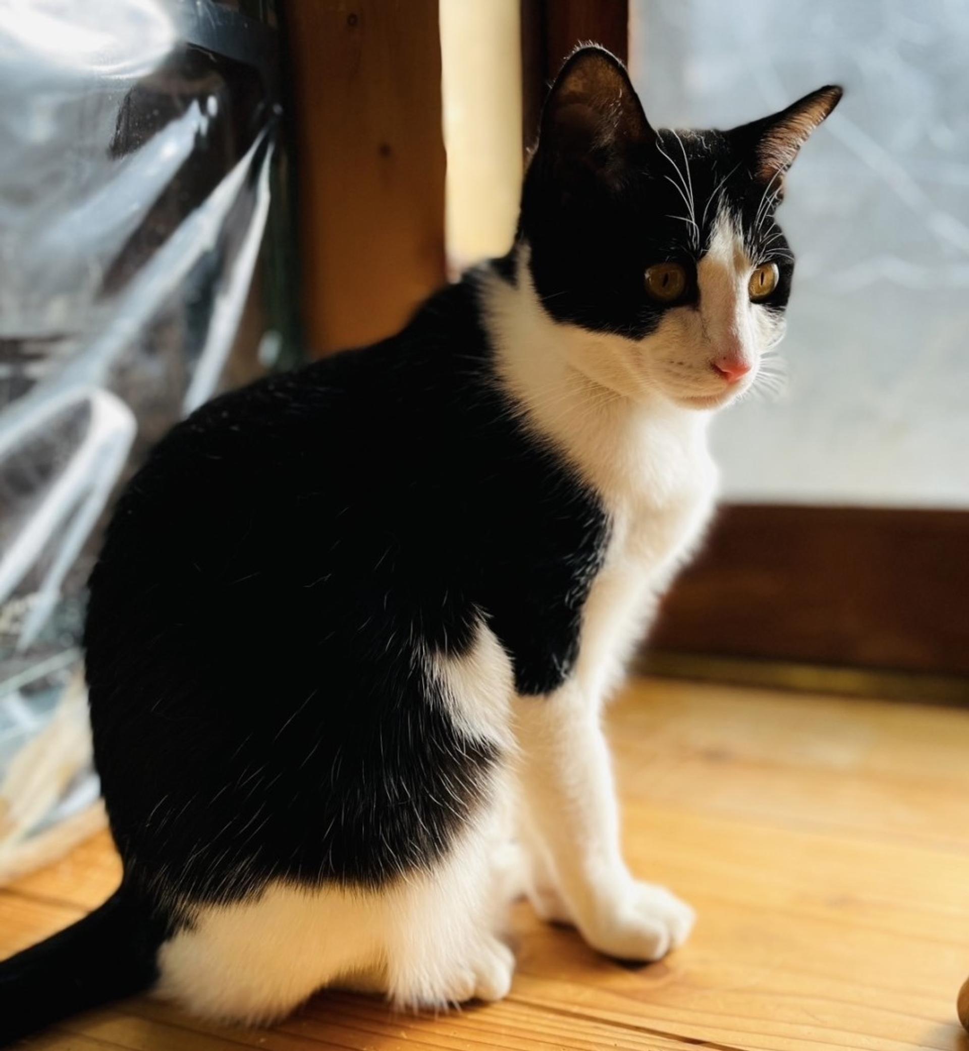 pet-image-4