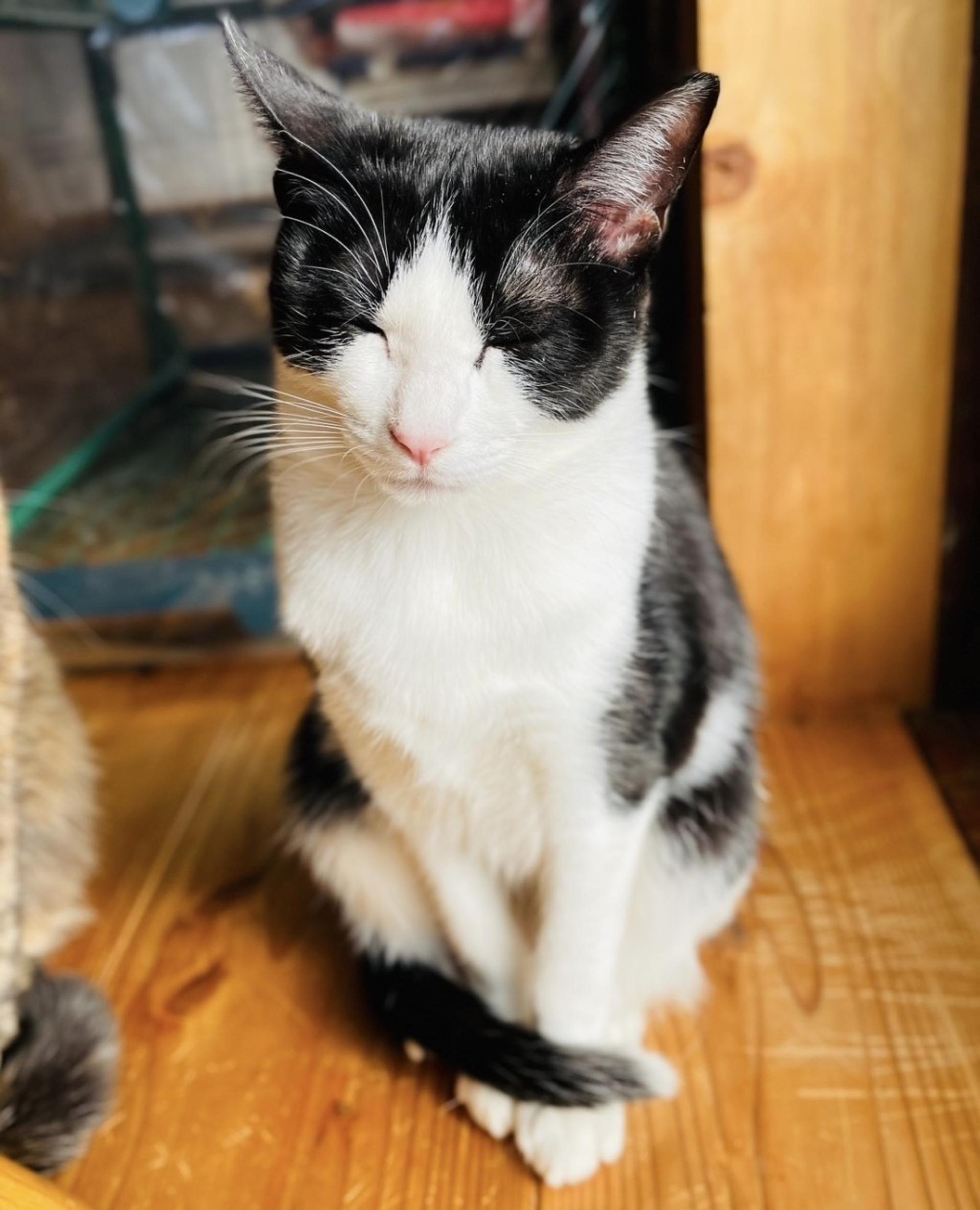 pet-image-5