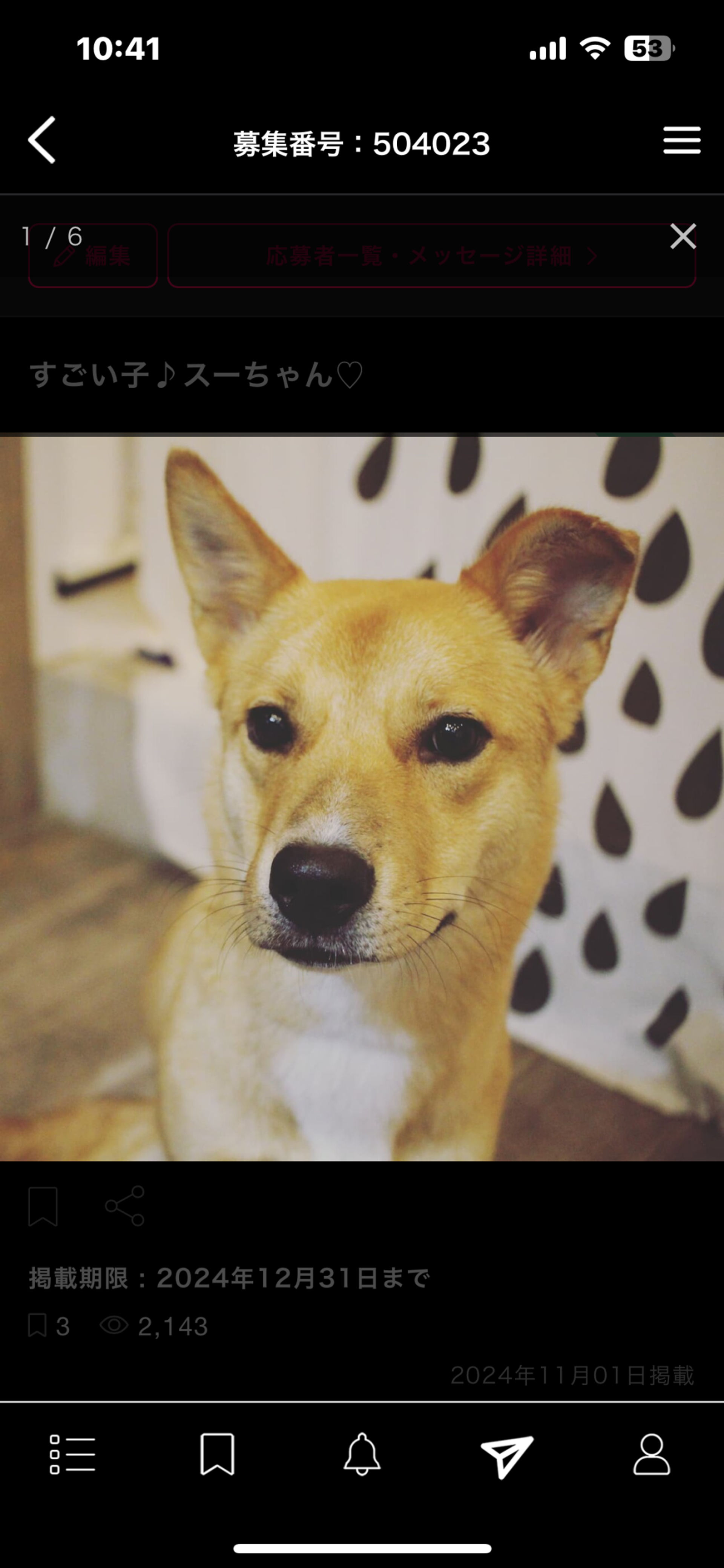 雑種（ミックス犬）・メスの里親募集の写真