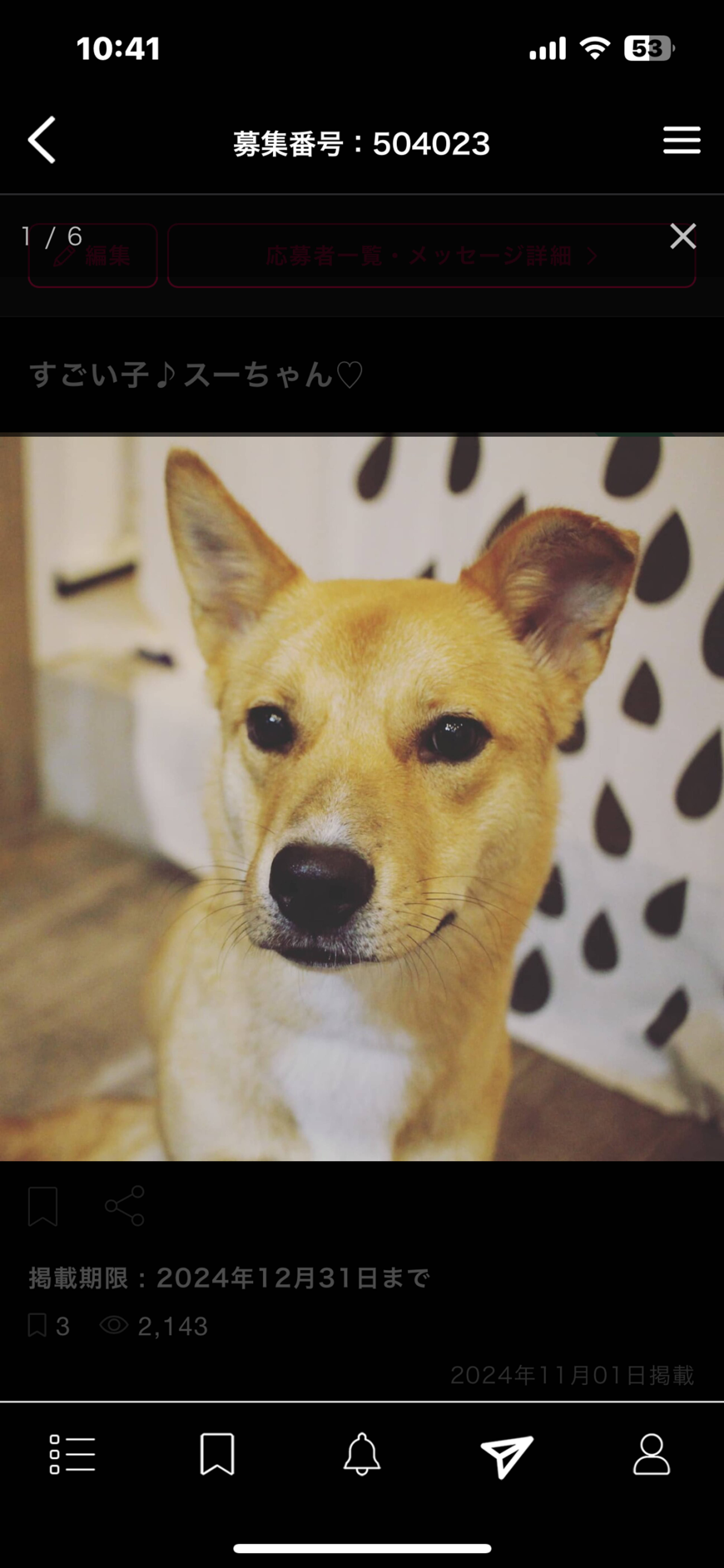雑種（ミックス犬）・メスの里親募集の写真