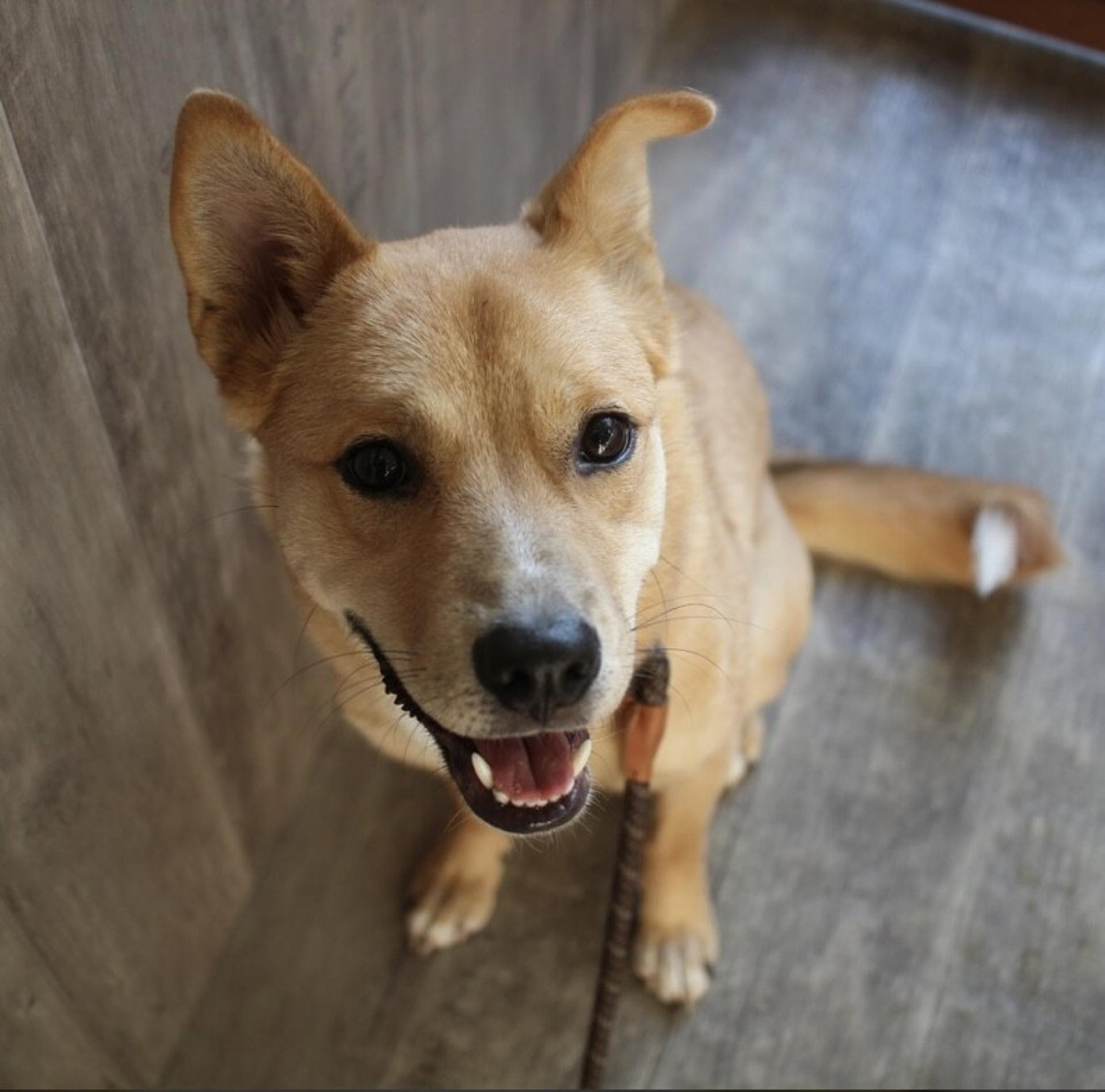 pet-image-2