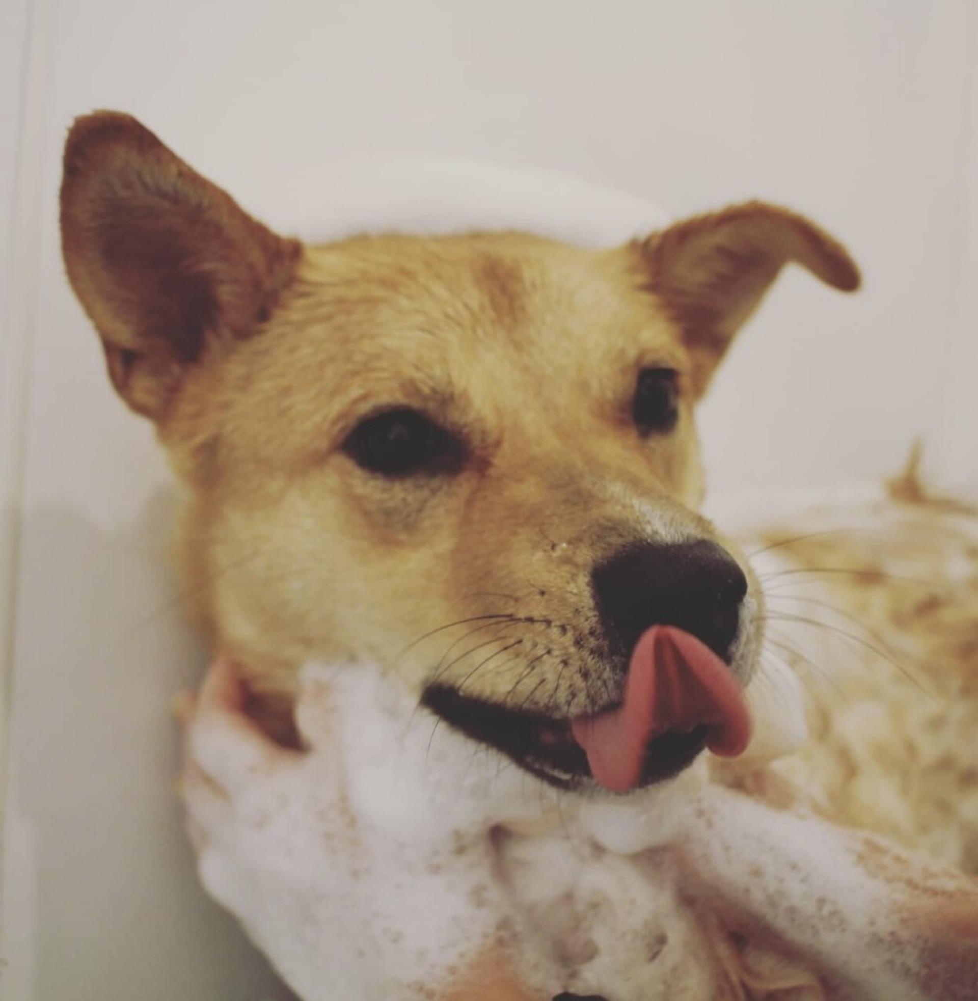 pet-image-3