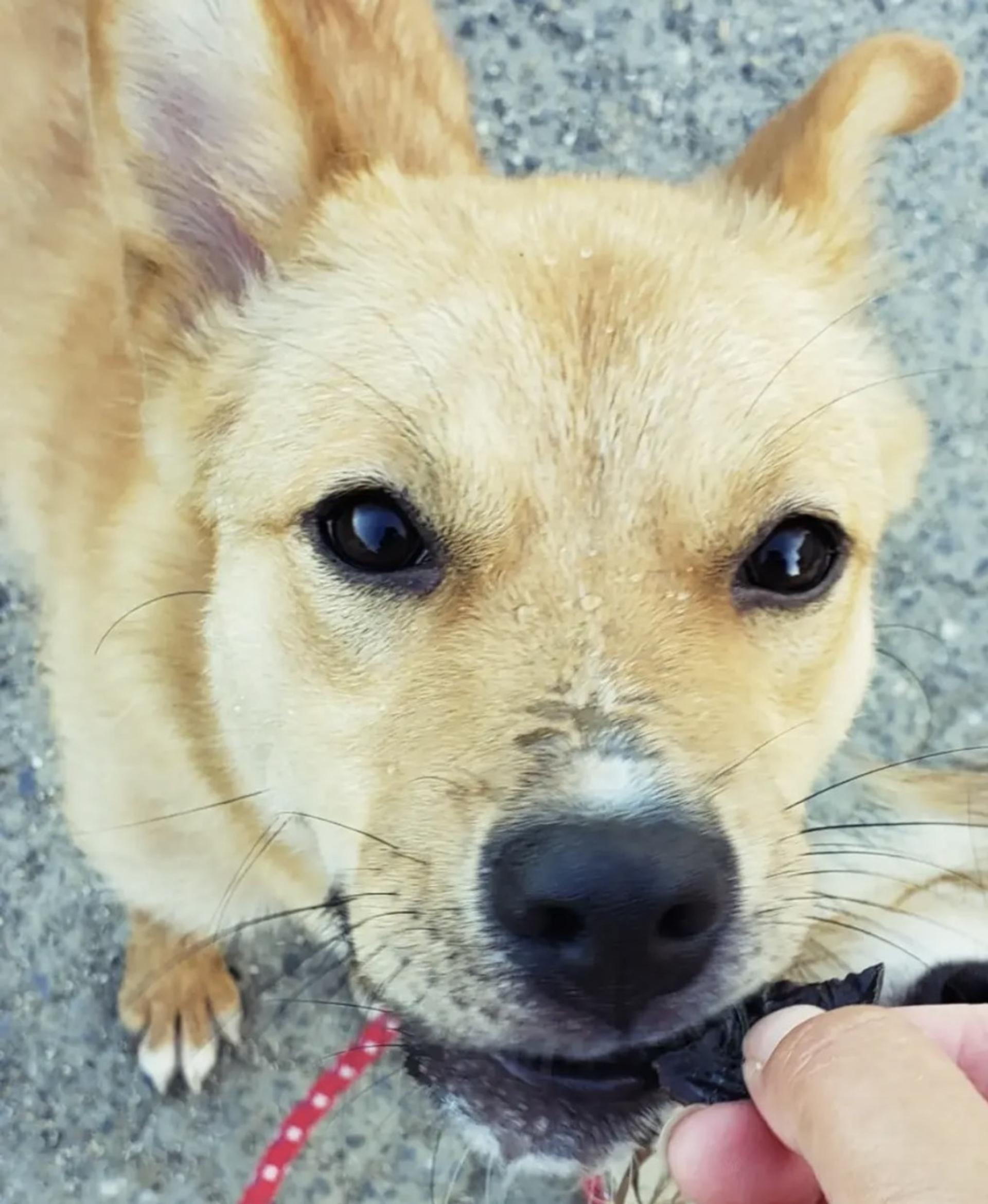 pet-image-6