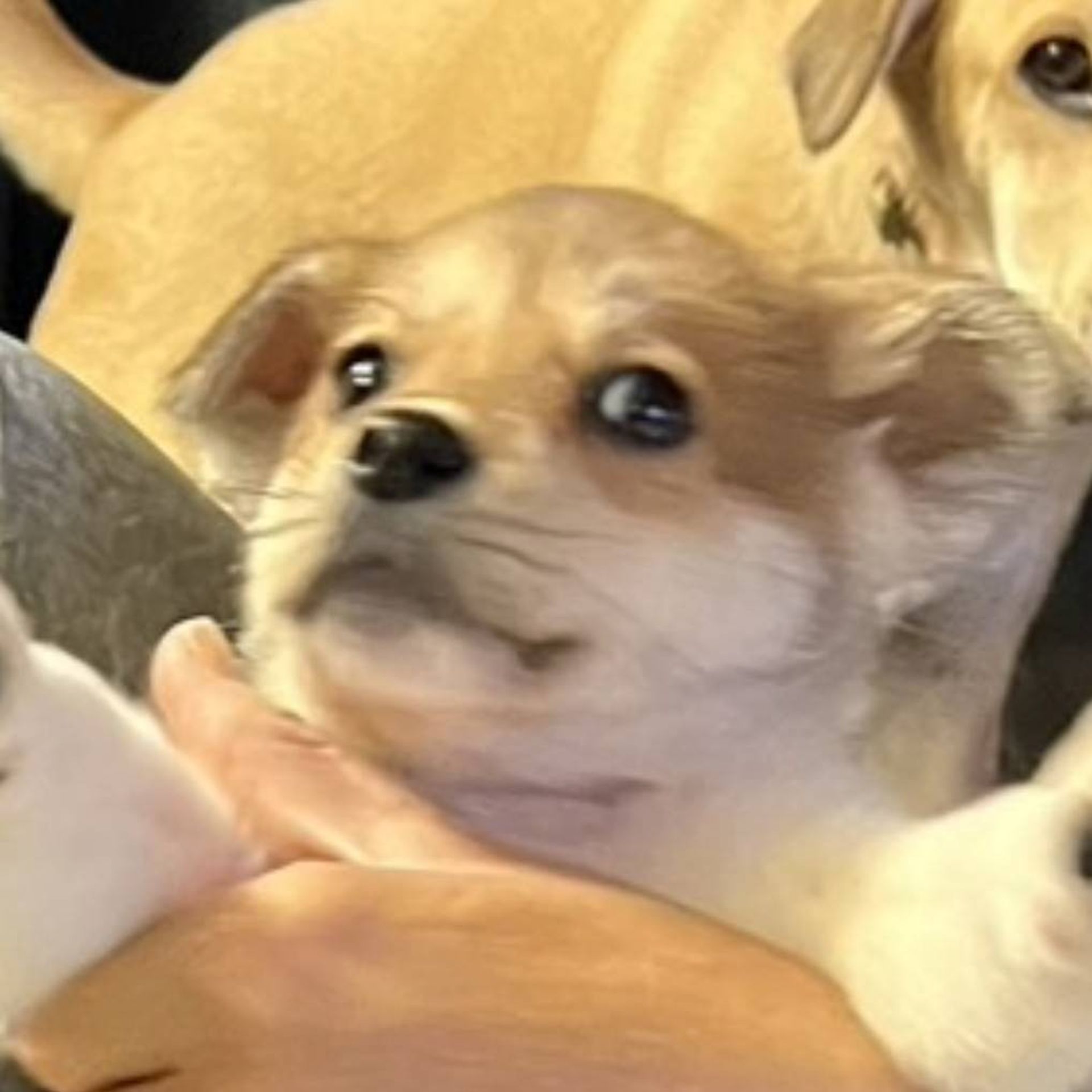 雑種（ミックス犬）・オスの里親募集の写真
