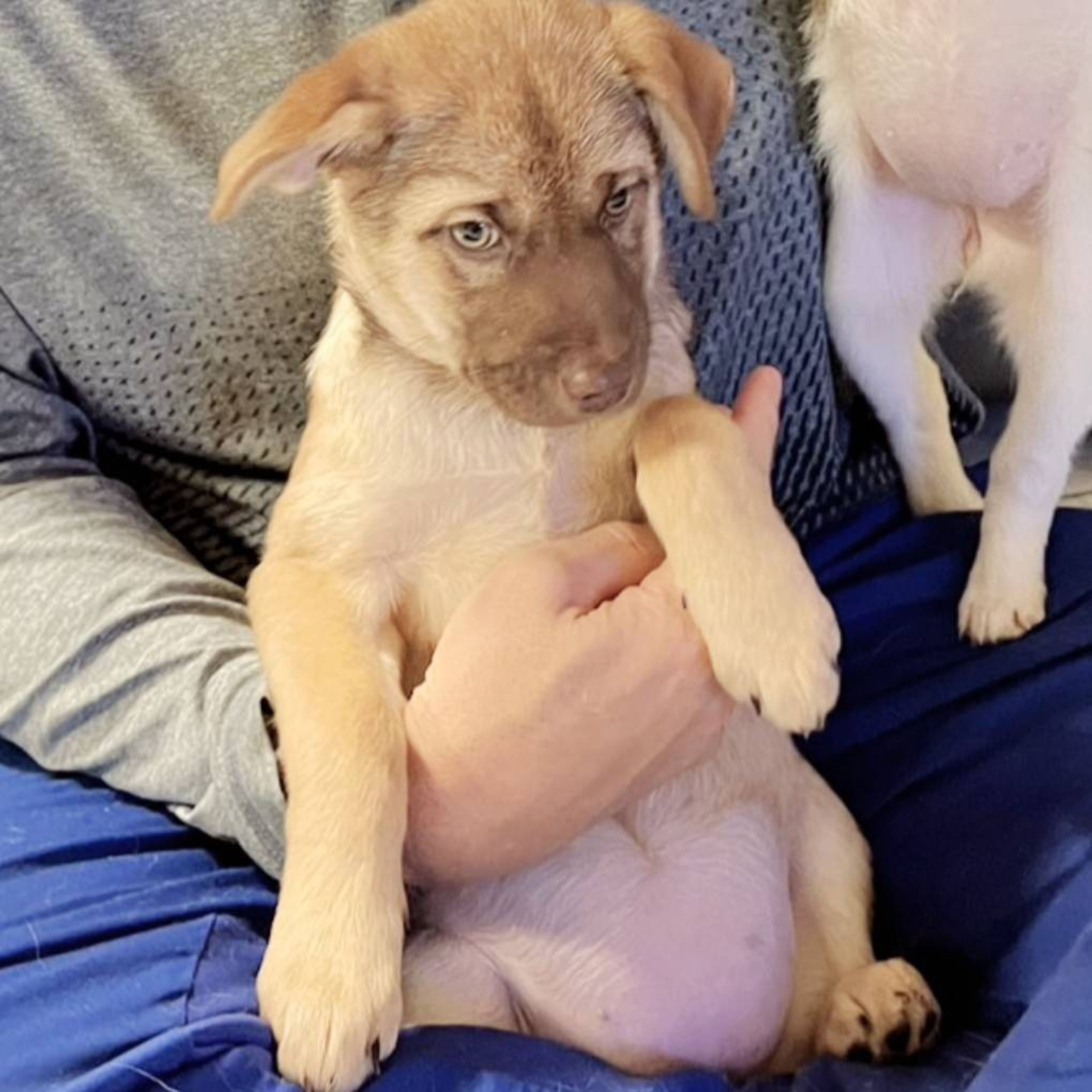 pet-image-2