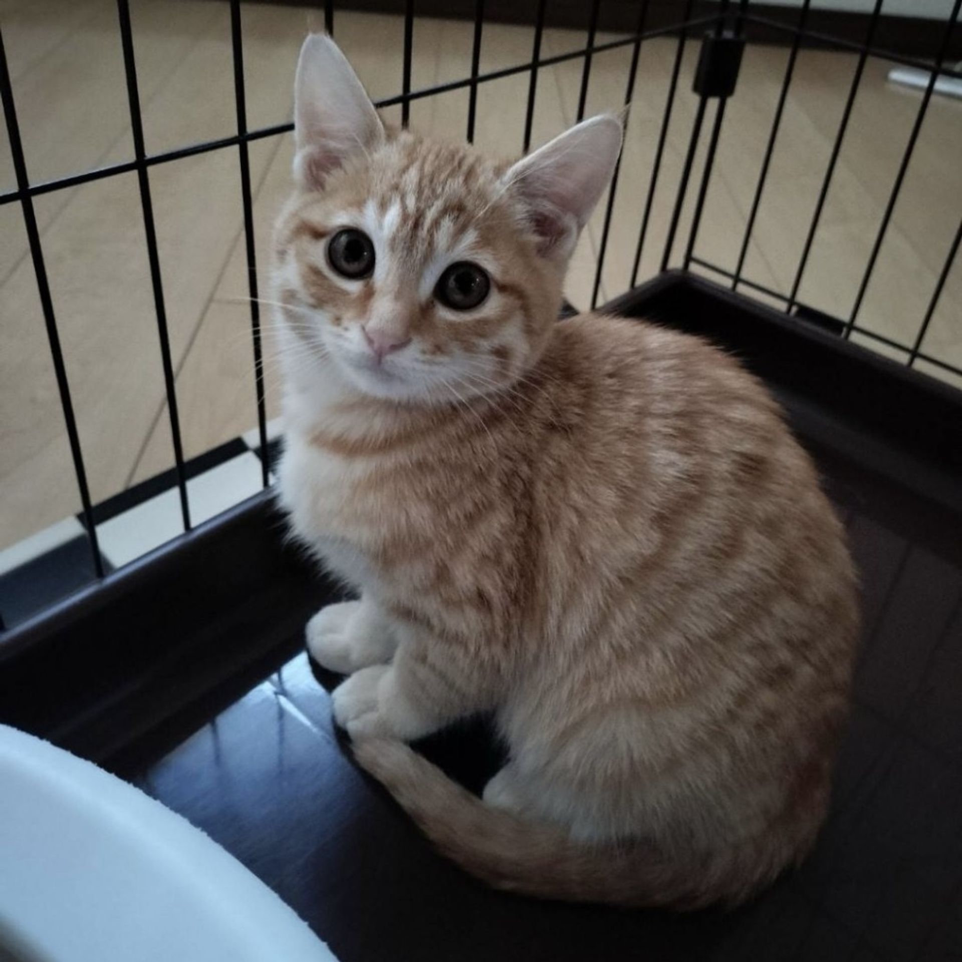 雑種（ミックス猫）・メスの里親募集の写真