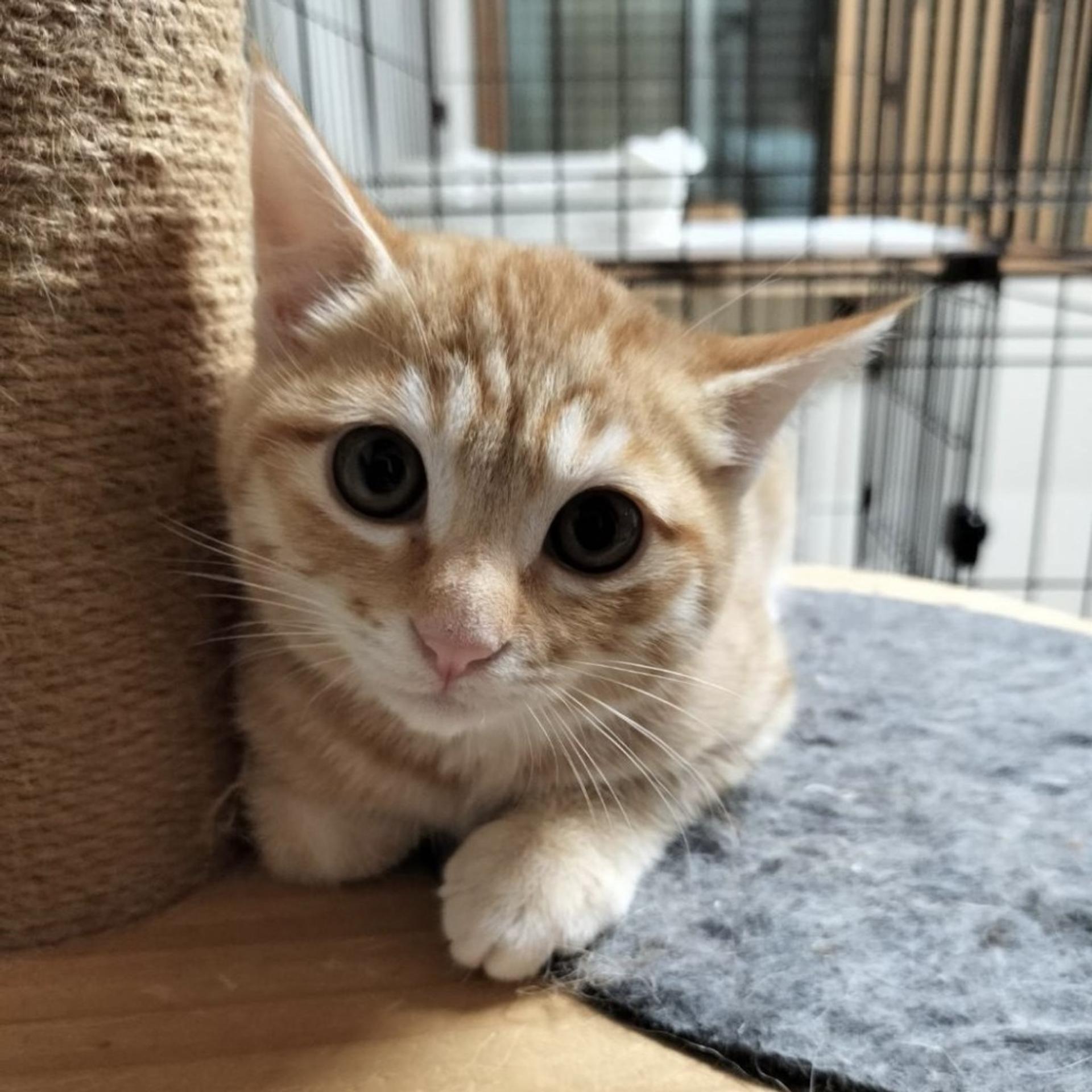 pet-image-3