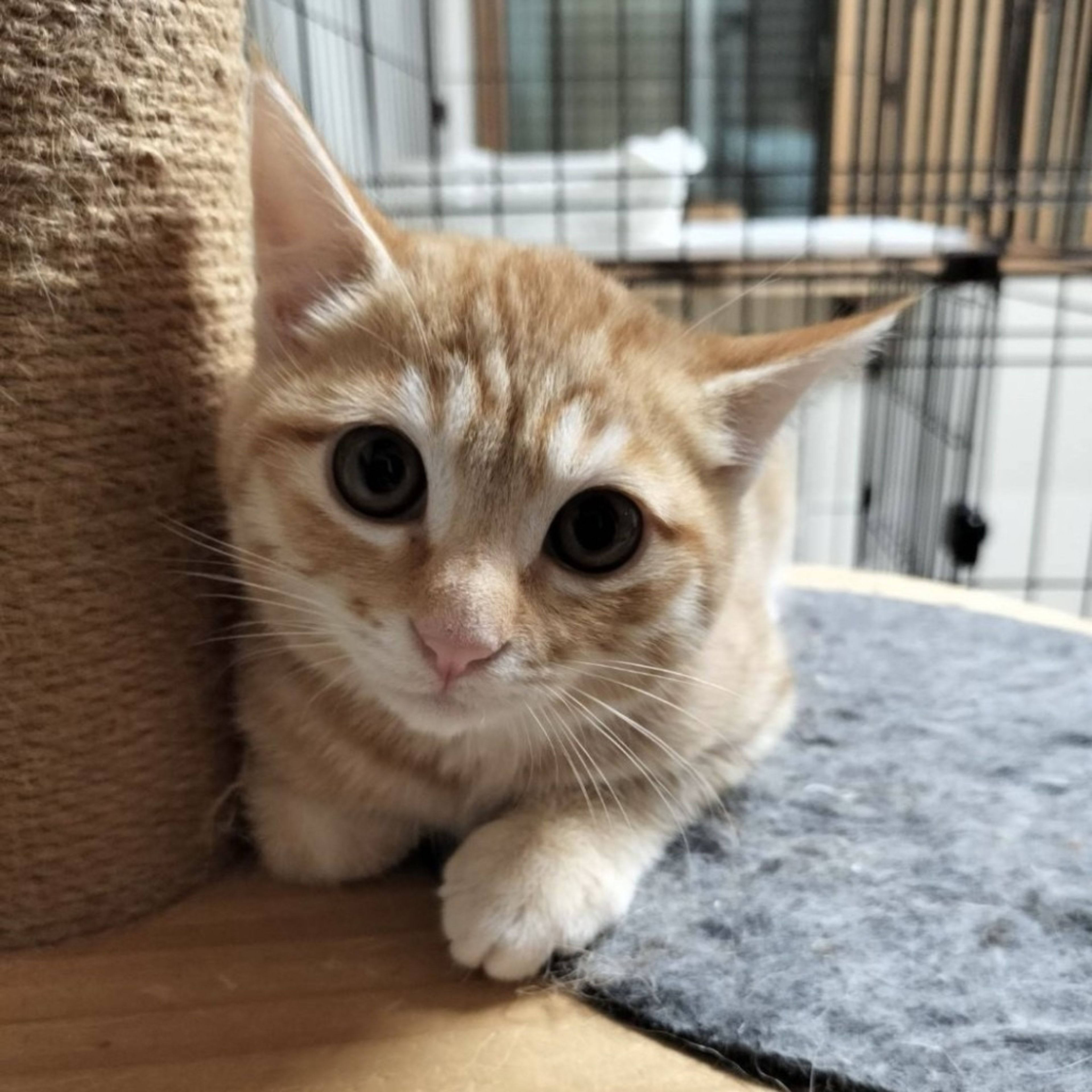 pet-image-3