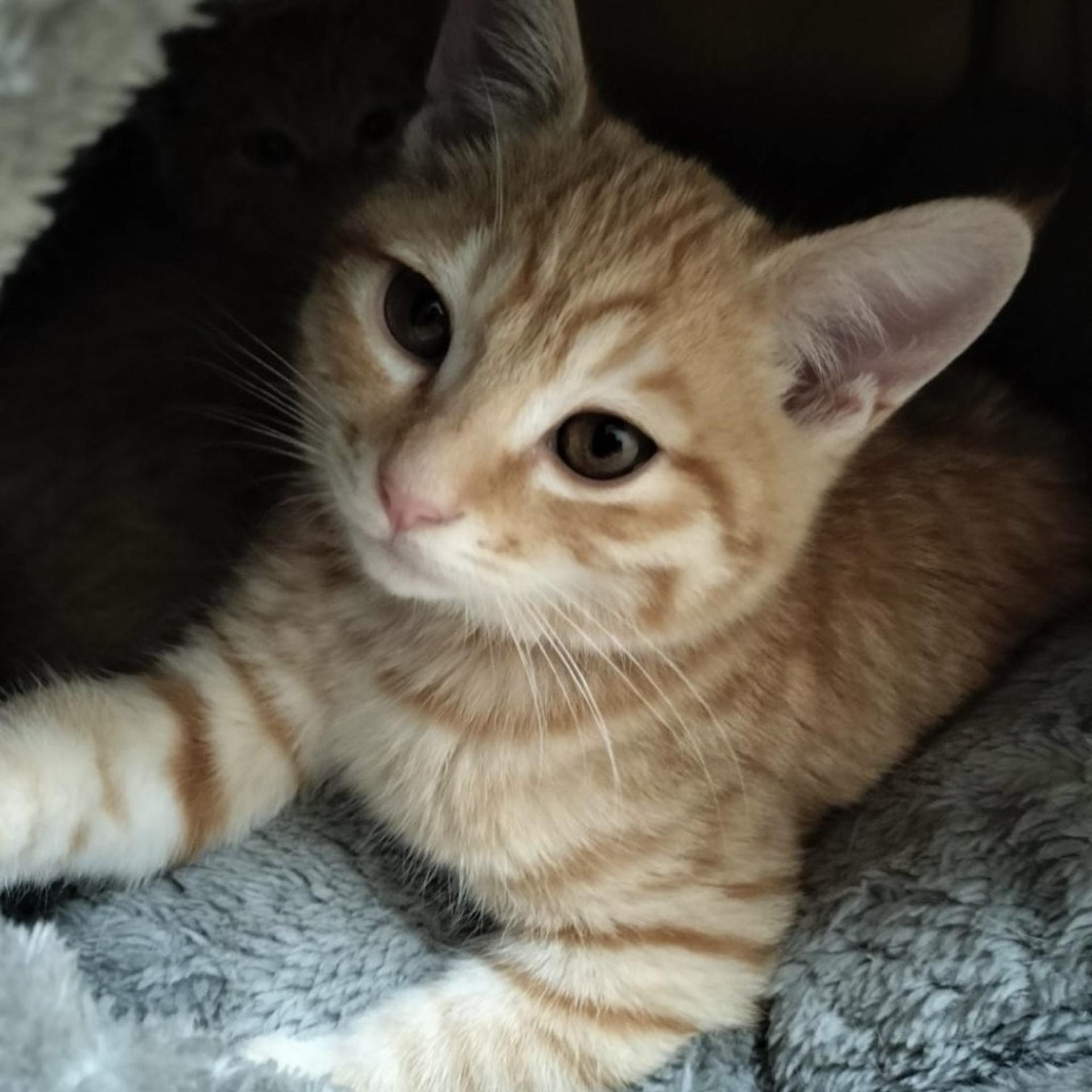 pet-image-6