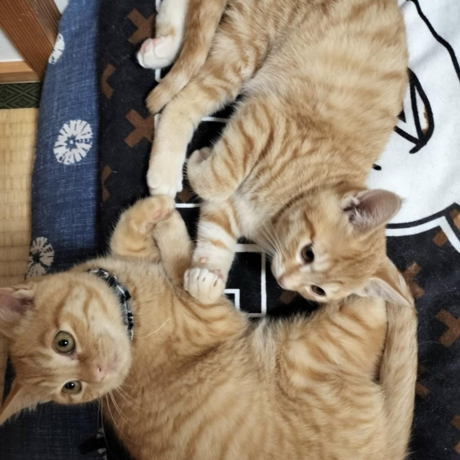 pet-image-4
