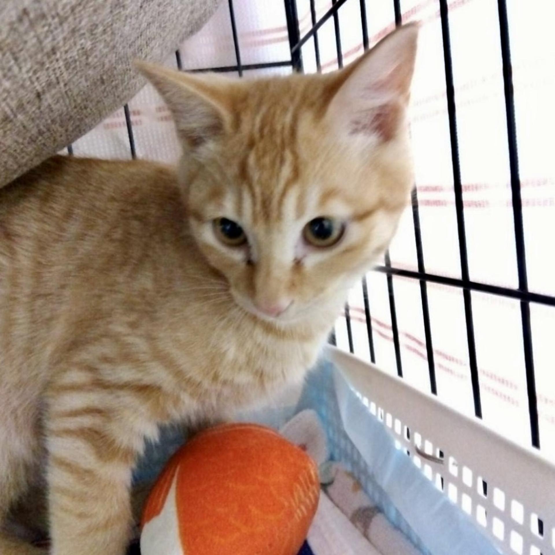 pet-image-8