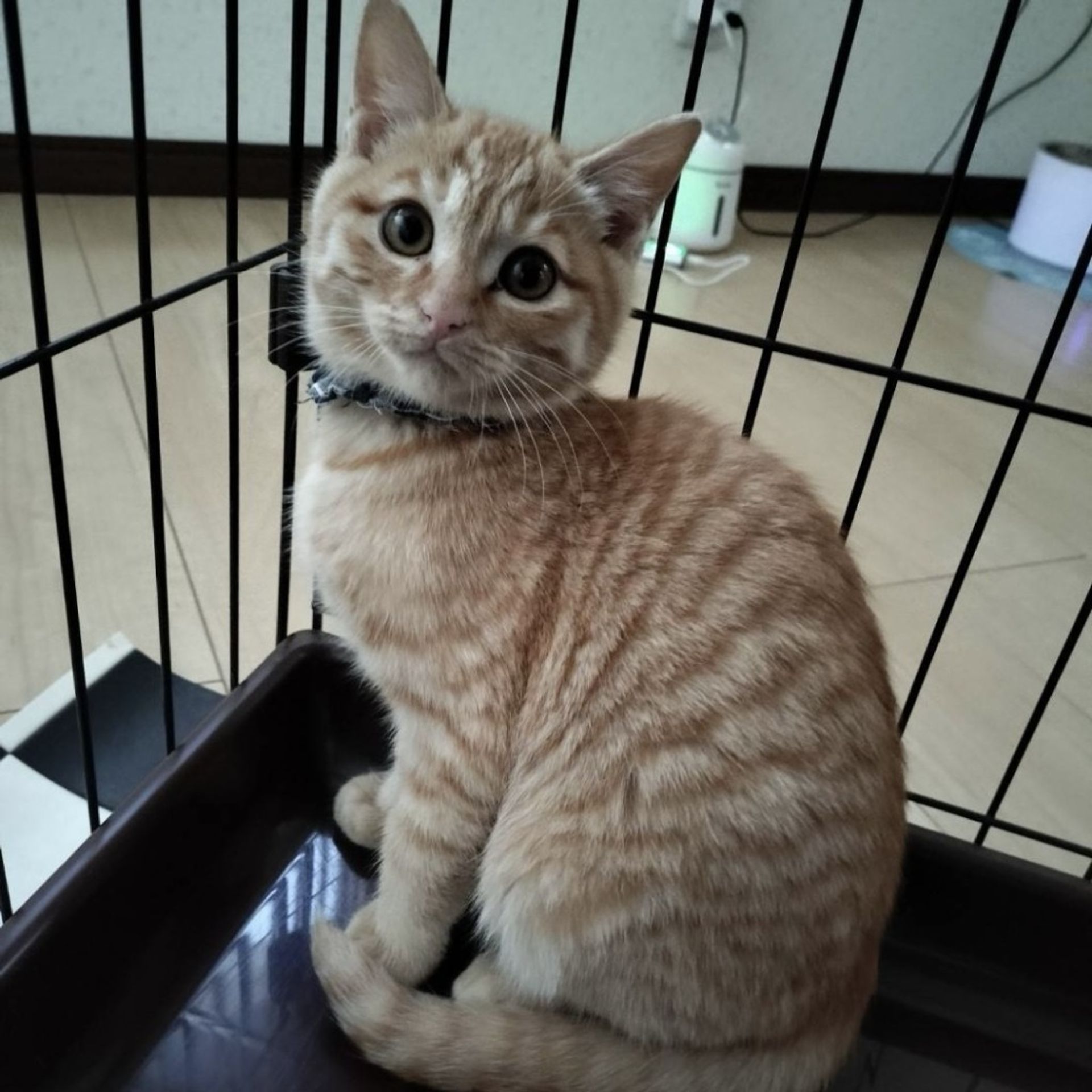 雑種（ミックス猫）・オスの里親募集の写真