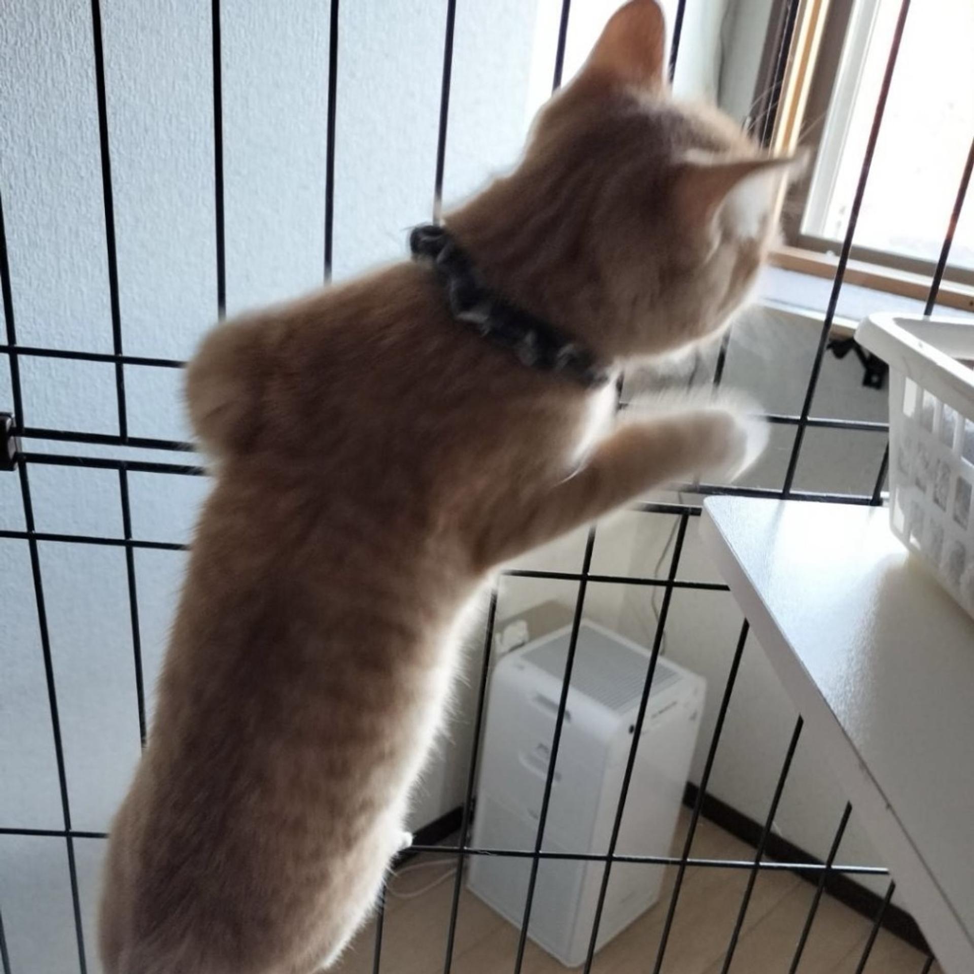 pet-image-7
