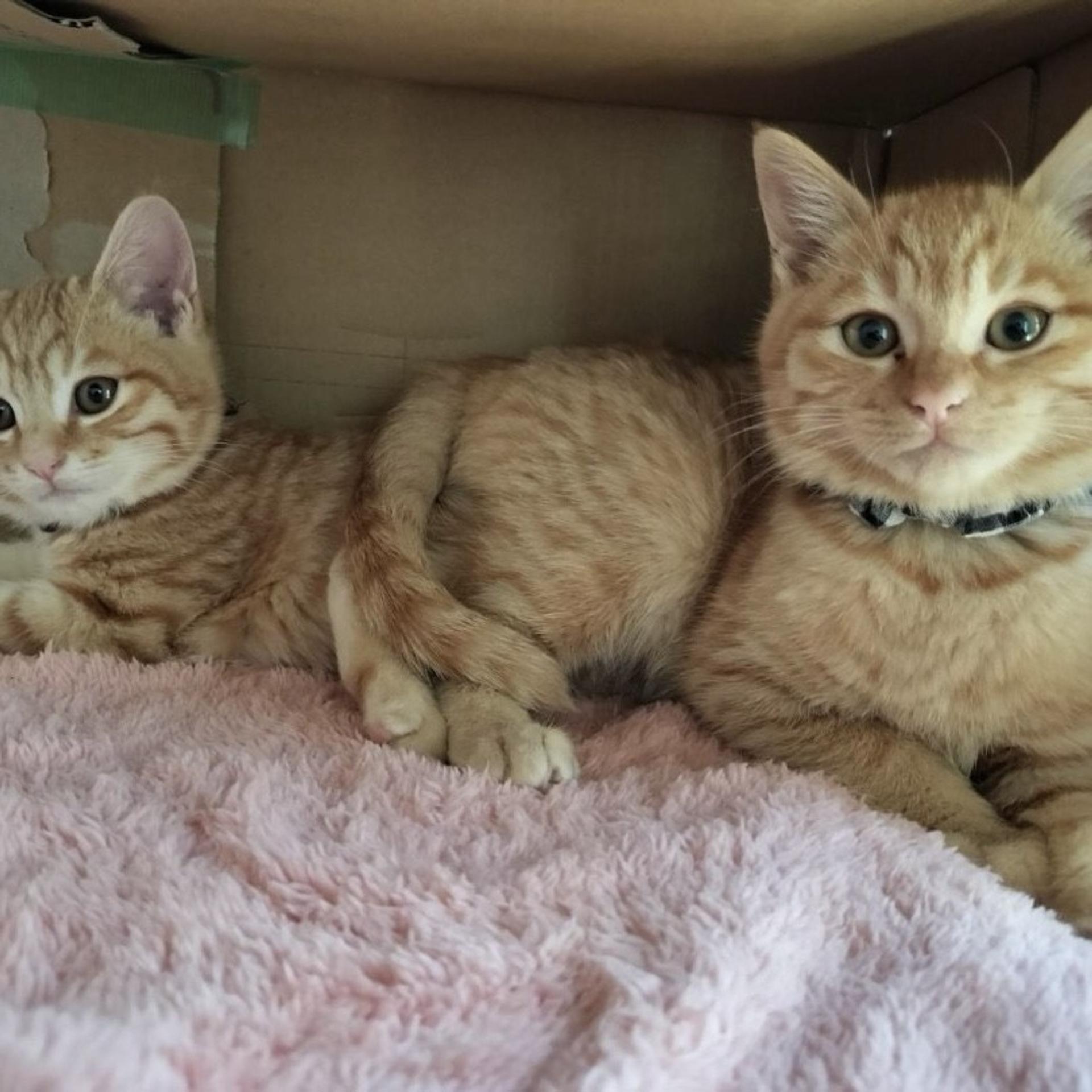 pet-image-9
