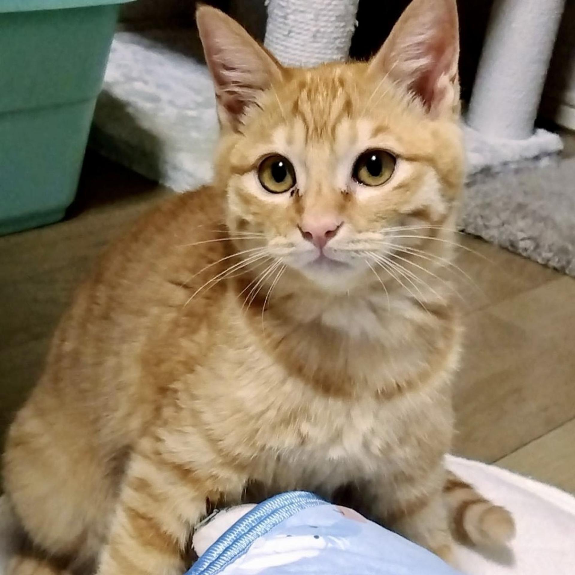 pet-image-2
