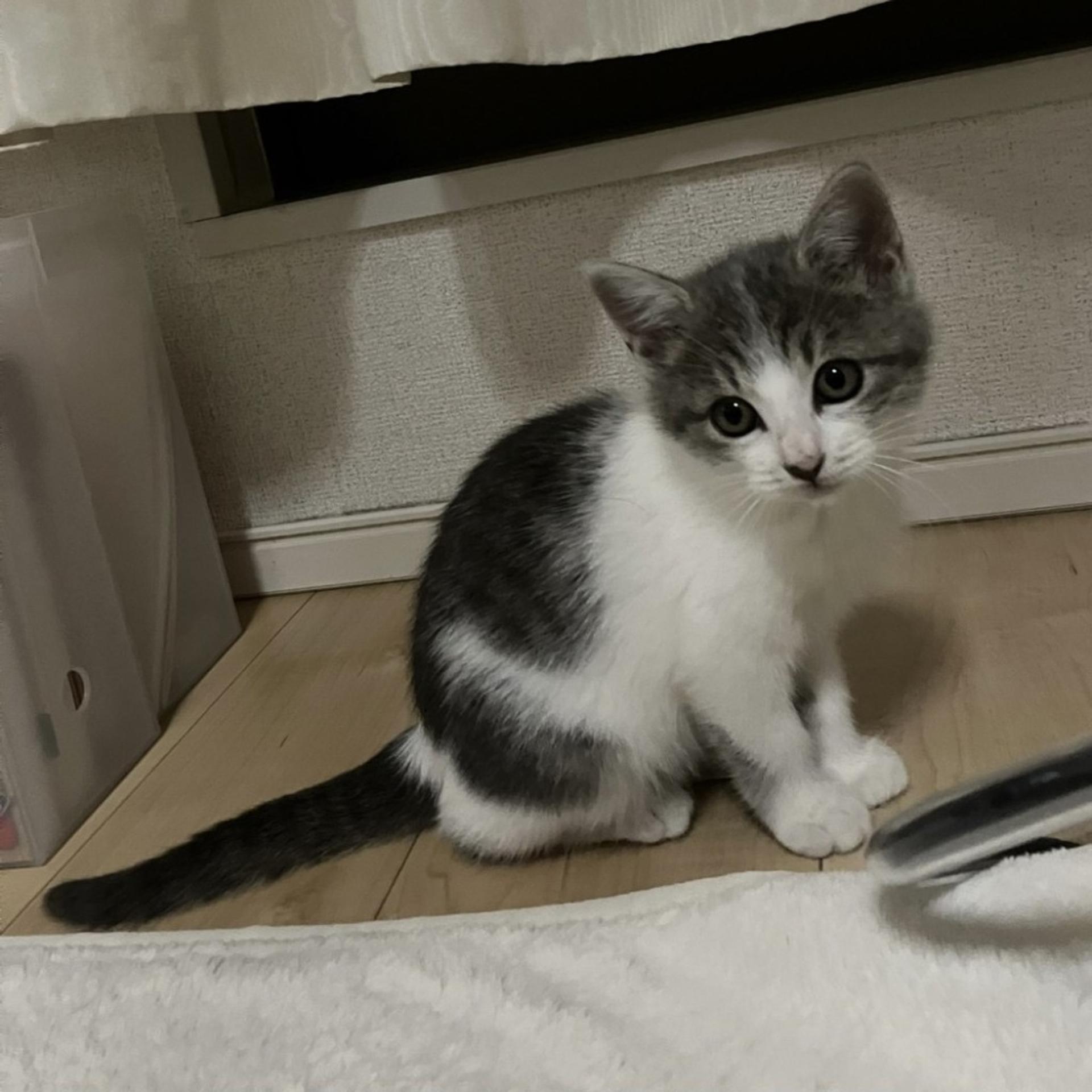 pet-image-5