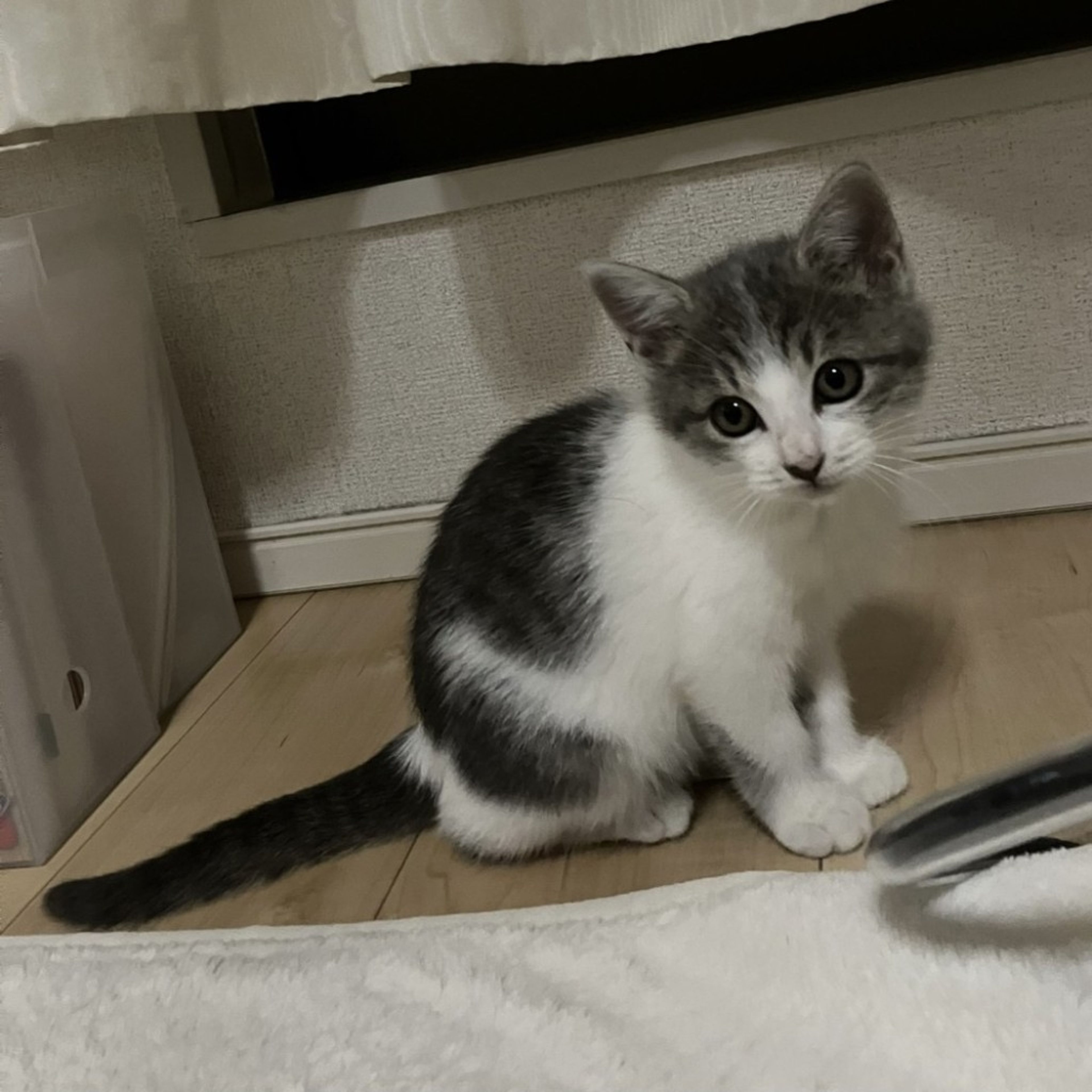pet-image-5