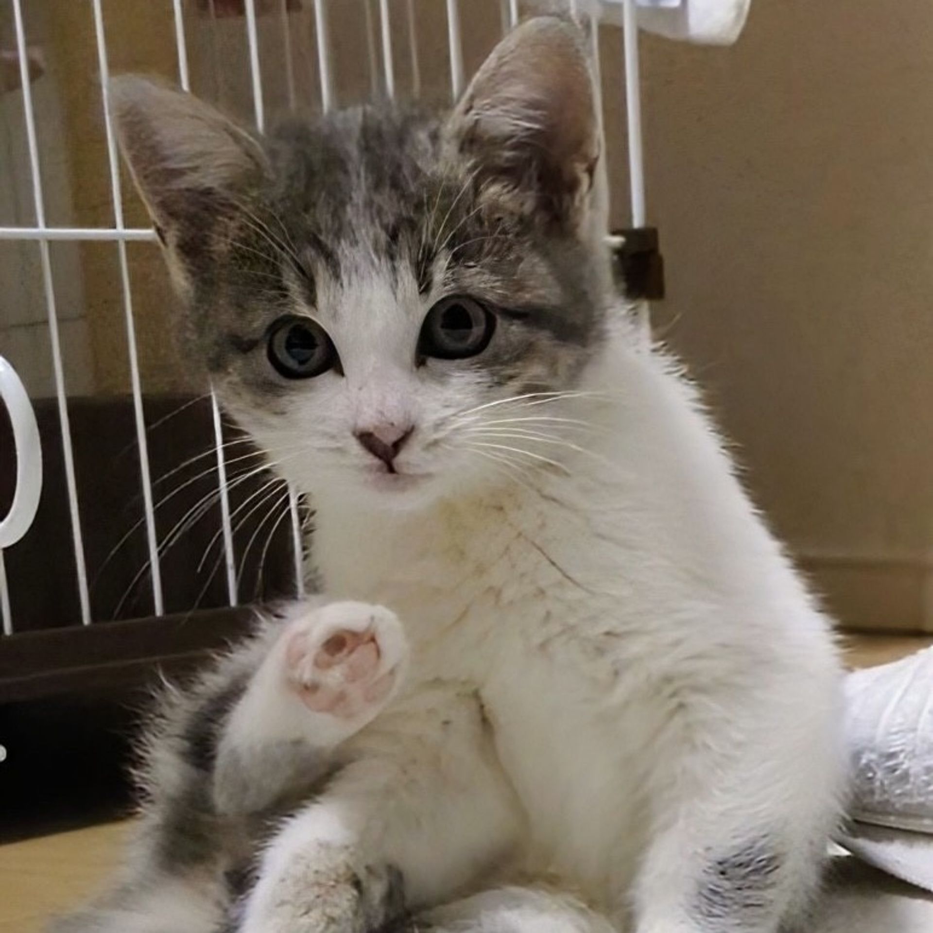 雑種（ミックス猫）・メスの里親募集の写真