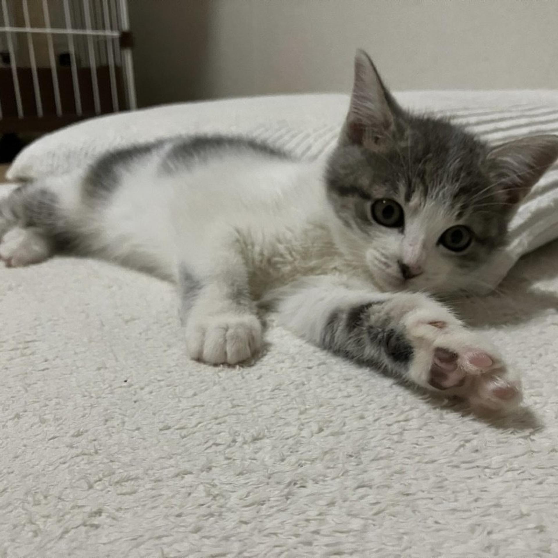 pet-image-3