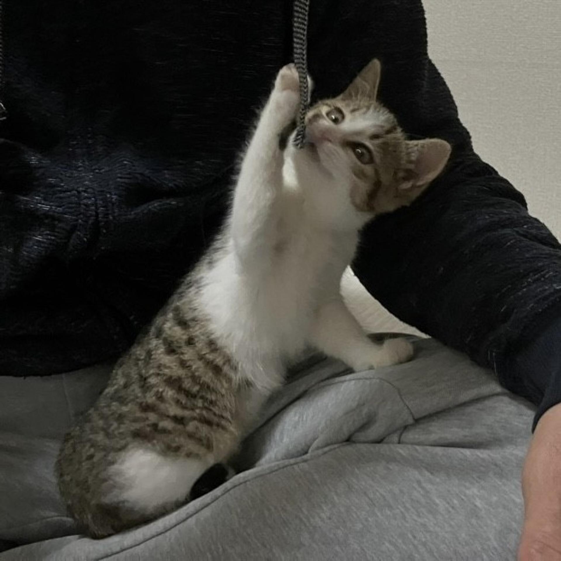 pet-image-4