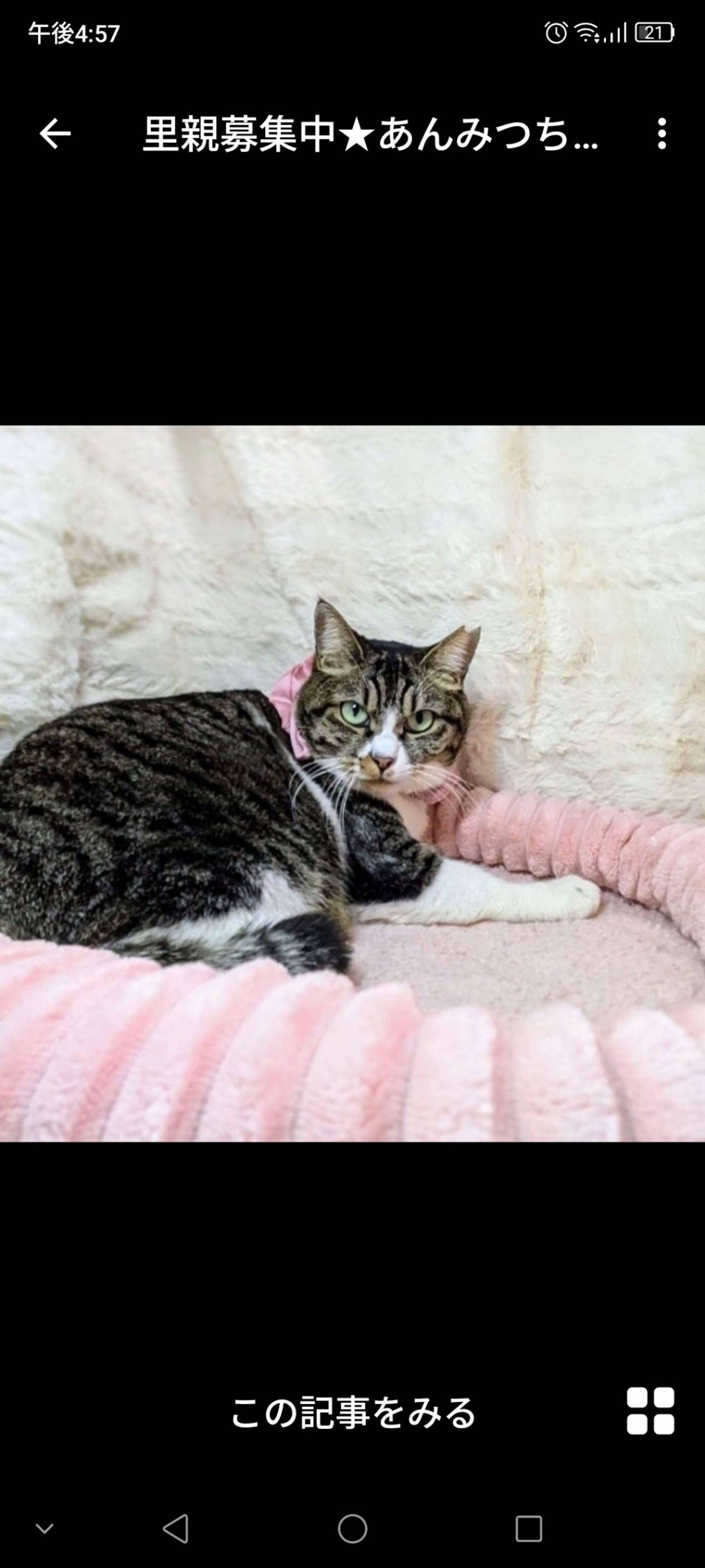 雑種（ミックス猫）・メスの里親募集の写真