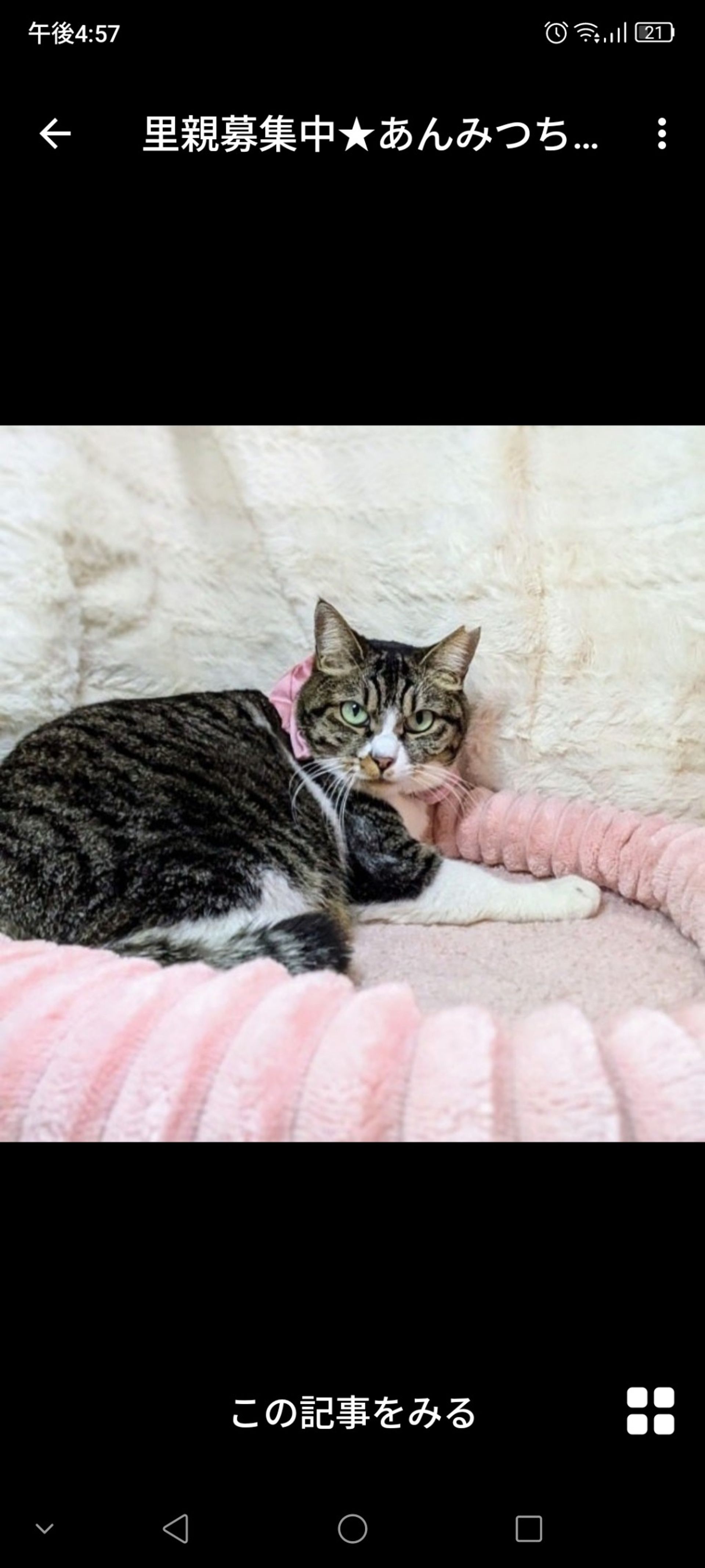 雑種（ミックス猫）・メスの里親募集の写真