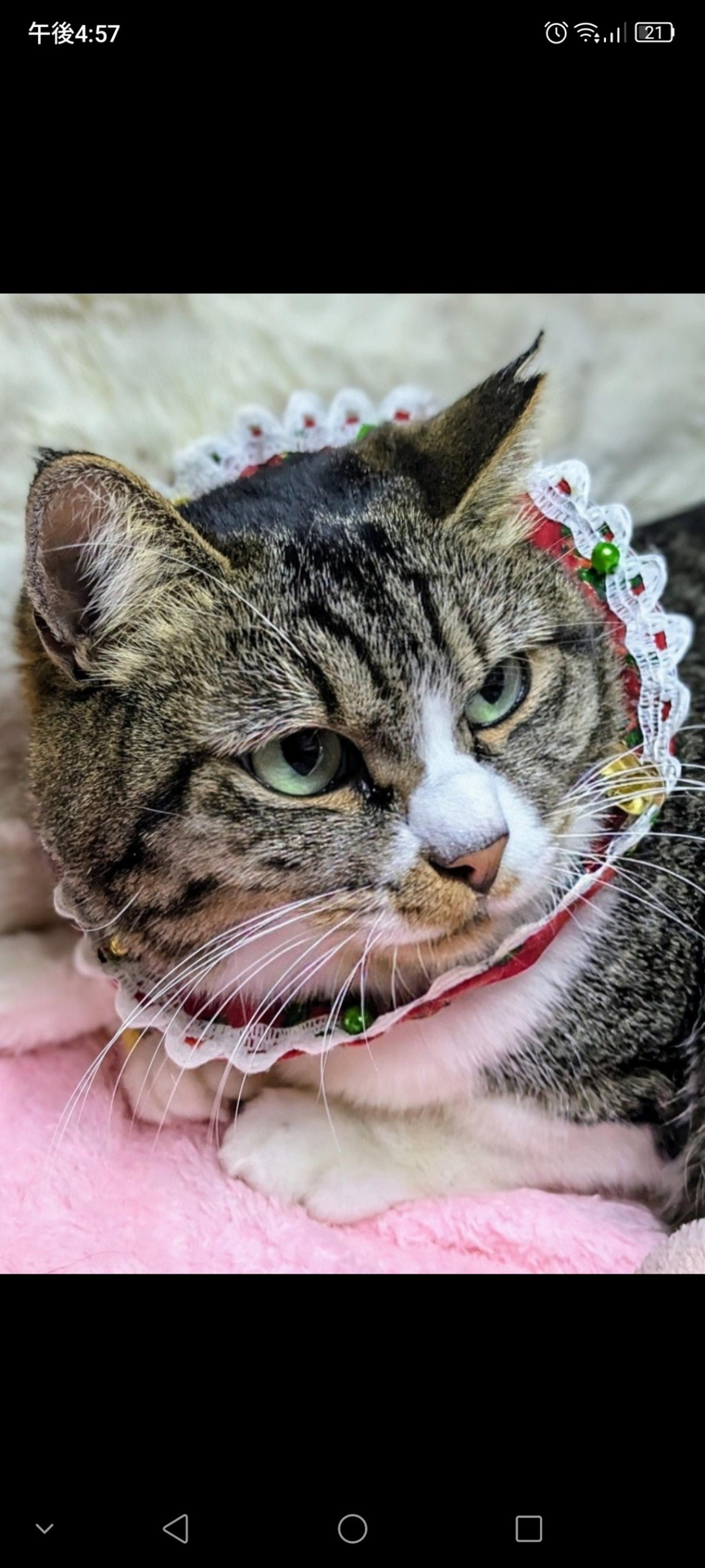 pet-image-3