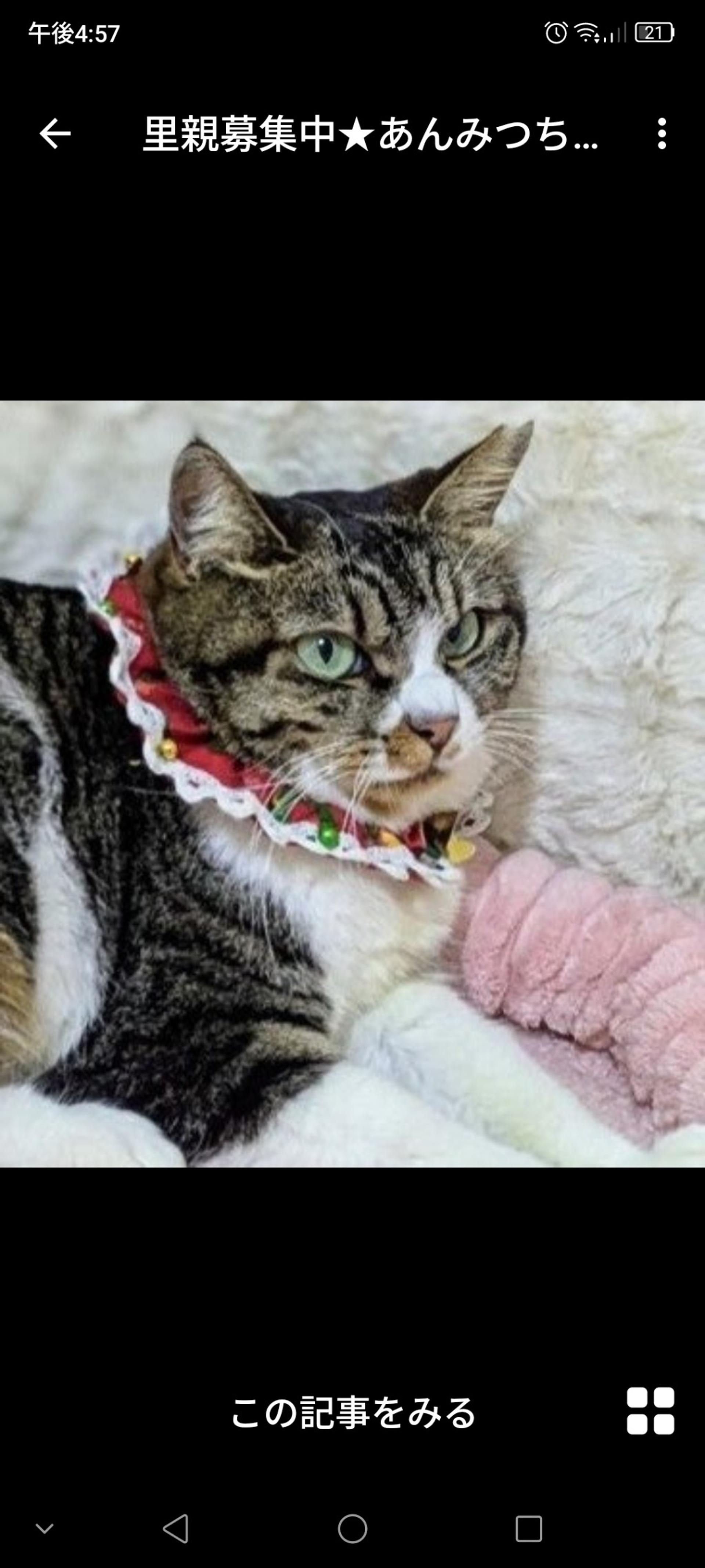 pet-image-2